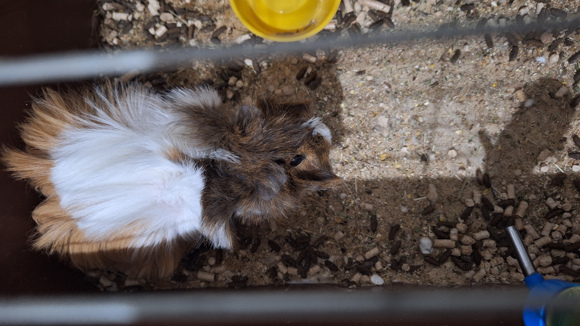 A guinea pig is in a cage, indoors. The guinea pig is brown, white, and tan. A yellow bowl is in the upper center of the cage. Wood pellets and fecal matter litter the cage floor. A blue and metal water bottle is in the lower right corner. The location is Blagoevgrad, Bulgaria.