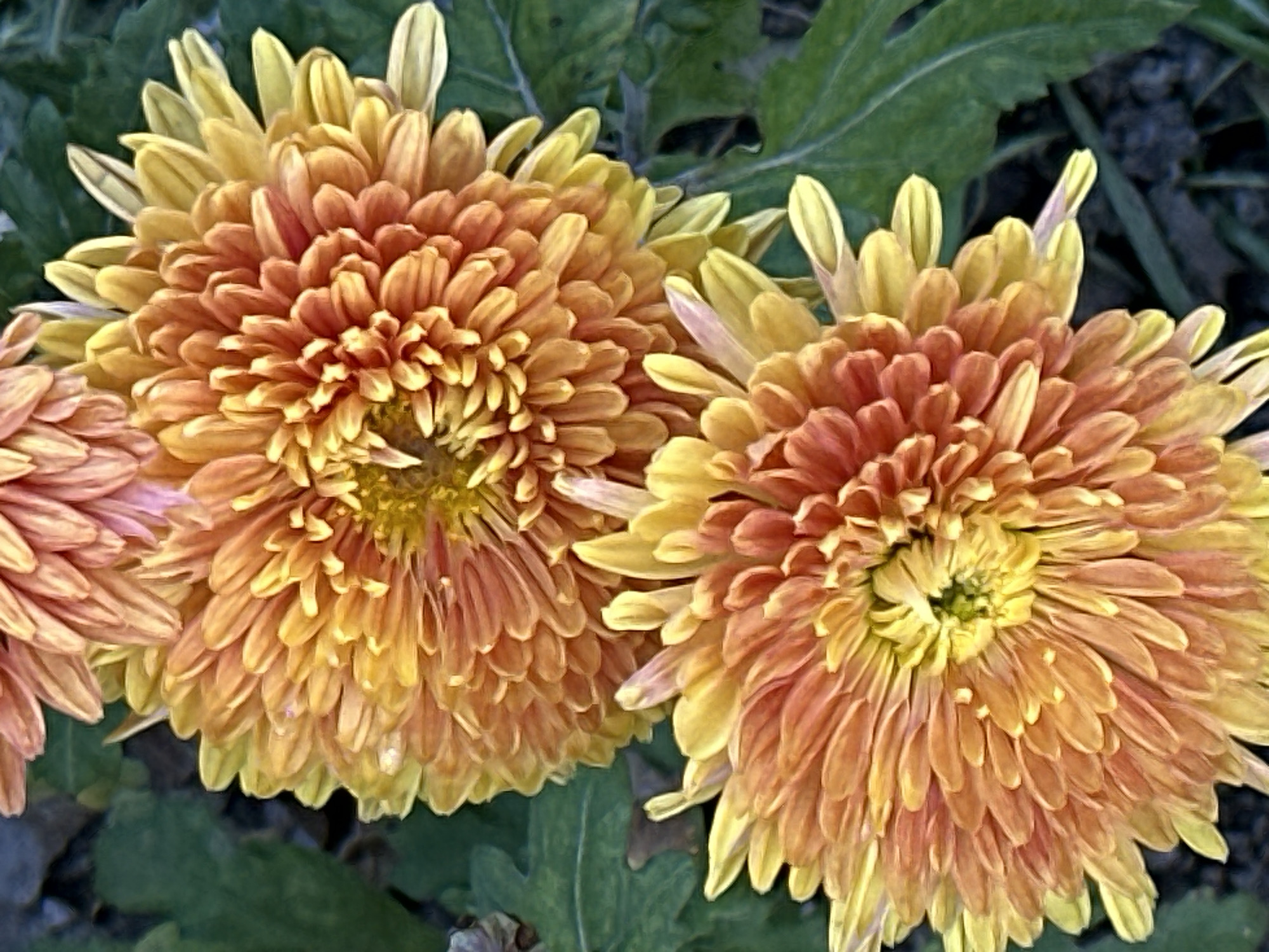 The image displays a close-up, vertical view of two vibrant orange and yellow chrysanthemums in full bloom. The flowers are positioned prominently in the foreground, with their intricate petal structures clearly visible. The petals transition from a deep orange at the center to a lighter yellow towards the tips. The background consists of blurred green foliage and dark, out-of-focus areas, suggesting an outdoor setting. There are no people or specific city landmarks visible in the image. The scene is purely a botanical subject.