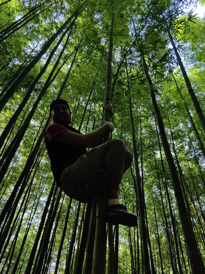 An adult male is captured in a dense bamboo forest in Mù Cang Chải, Vietnam, viewed from a low-angle perspective looking upwards. He is actively holding onto a thick, green bamboo stalk with both hands. The man is wearing a dark t-shirt, light-colored pants, white socks, dark slip-on shoes, and a dark baseball cap. His body is positioned with bent knees, suggesting he is suspended from or in the process of climbing the stalk. He is looking towards the camera with a slight smile and his tongue slightly extended. The environment consists of numerous tall, slender green bamboo stalks extending vertically throughout the frame, topped with dense, vibrant green foliage that forms a canopy, through which dappled sunlight is visible.