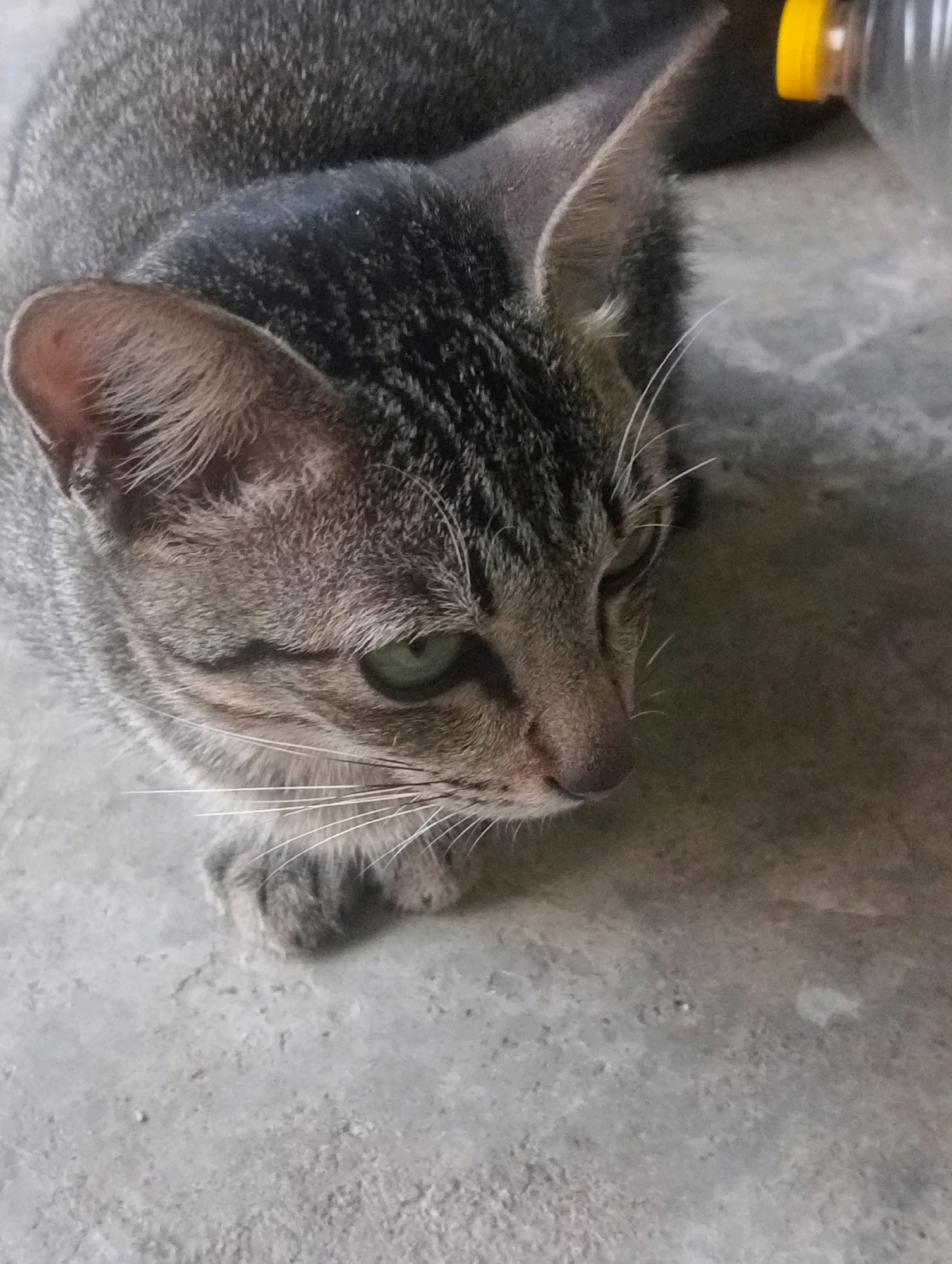 A tabby cat with green eyes is lying on a concrete floor, looking down and to the right. The cat's fur is a mix of gray and black stripes. Its ears are pointed upwards. In the background, a portion of a clear plastic bottle with a yellow cap is visible. The scene appears to be outdoors or in an open-air structure in Balige, Indonesia, given the concrete flooring which is common in many outdoor areas. There are no people visible in the image.