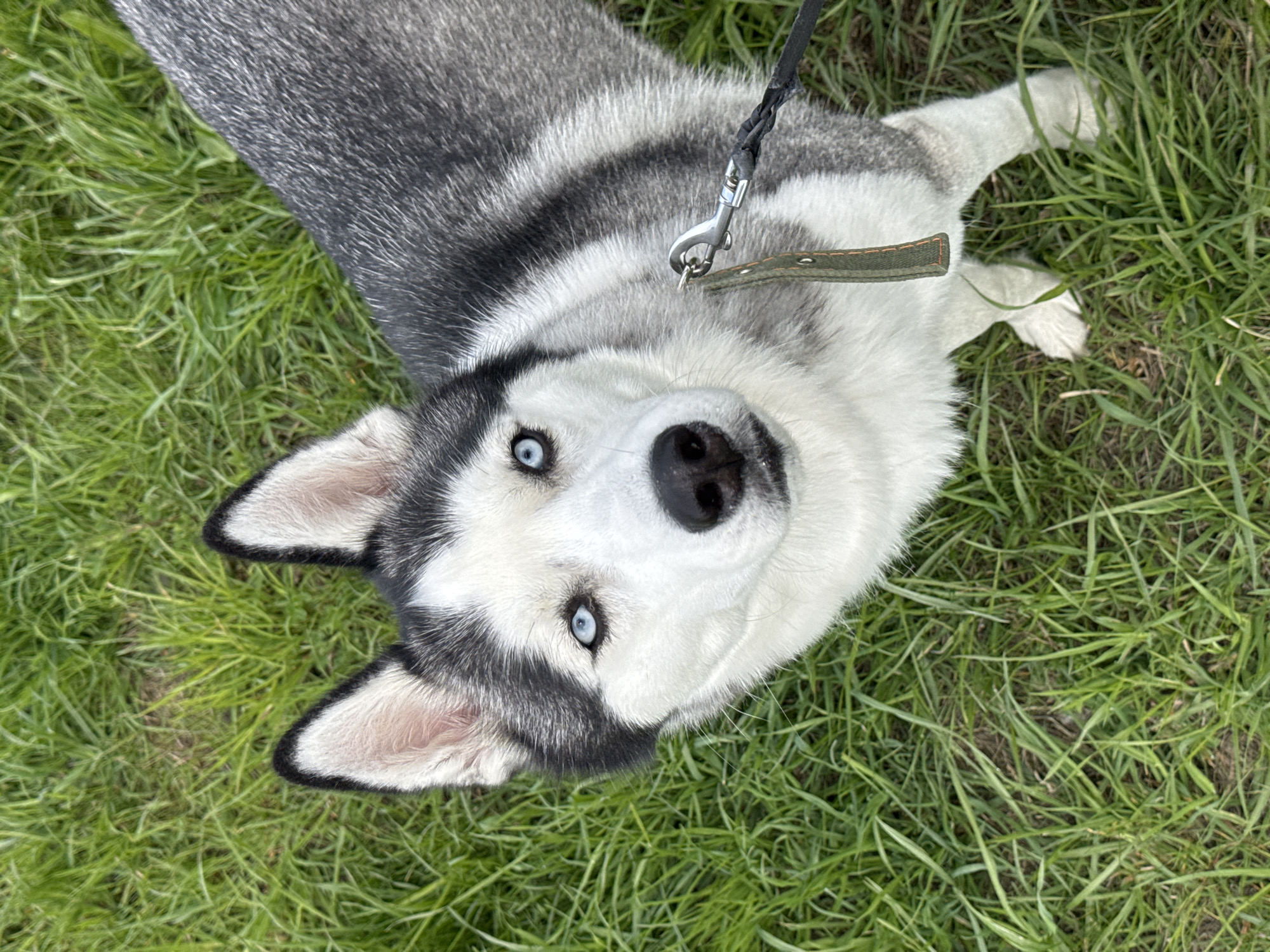 The image shows a Husky dog lying on green grass. The dog is facing the camera with its head tilted. It has gray and white fur with striking blue eyes. A black leash is attached to the dog's collar. The location is outdoors, likely a park or yard, in an unknown city.