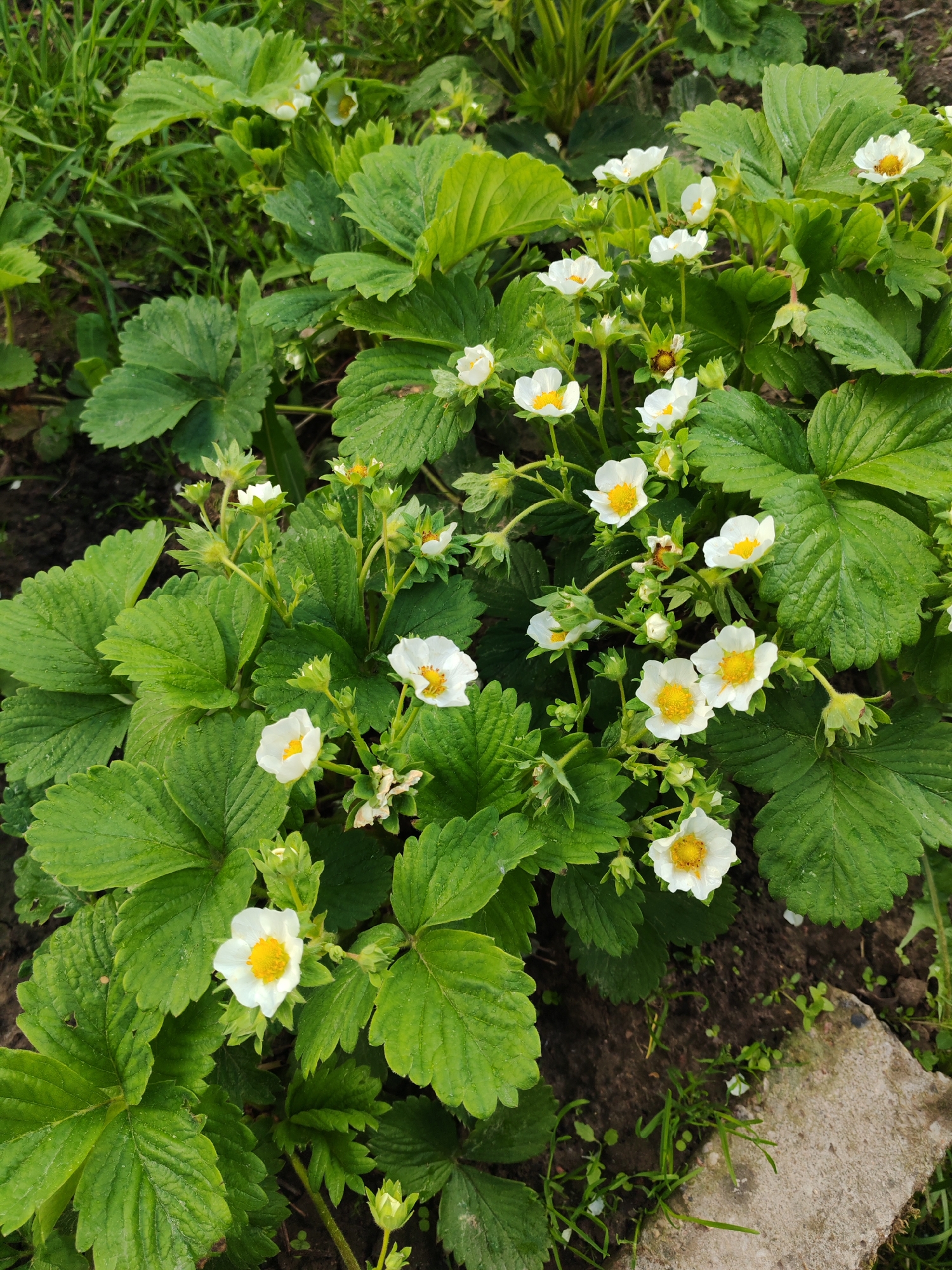 The image shows a close-up of a strawberry plant in bloom. The plant has numerous green leaves with serrated edges and several white flowers with yellow centers. The plant is located in a garden setting, with soil visible beneath the foliage and some grass in the background. A piece of concrete is visible in the lower right corner of the image. The location is Unknown, Unknown.