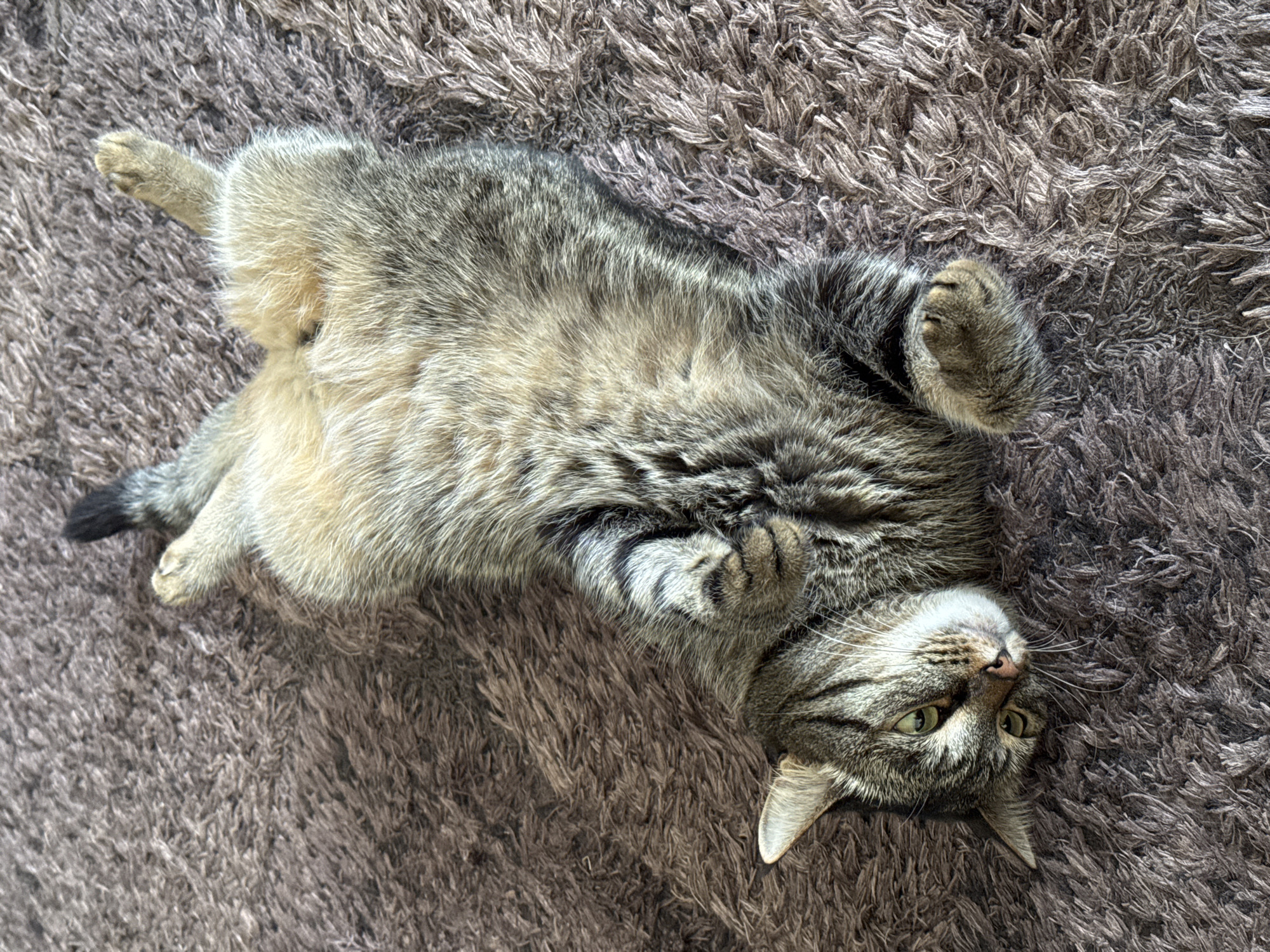 A tabby cat is lying on its back on a fluffy, brown carpet. The cat's paws are curled up towards its chest, and its tail is slightly raised. The cat's eyes are open and looking towards the camera, with a relaxed expression. The carpet appears to be in a home environment.
