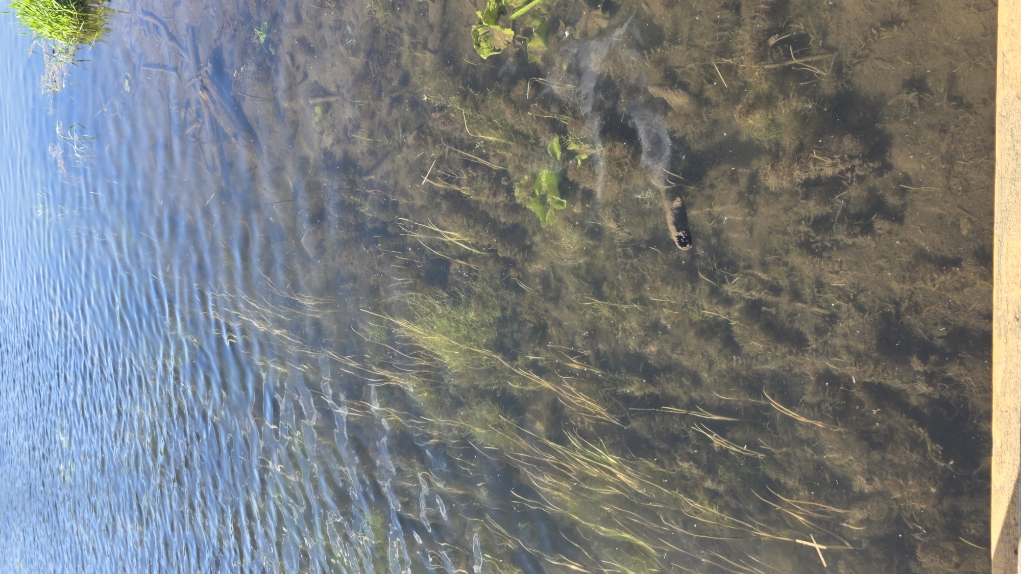 The image depicts a body of water, likely a canal or small river, in Gatchina, Russia. The water is somewhat murky, with visible aquatic vegetation. The surface is rippled, reflecting light. On the left, green vegetation is visible on the bank. A dark, oblong object floats on the surface in the center right. A wooden structure is present on the right. The overall impression is one of a natural environment within or bordering an urban area.