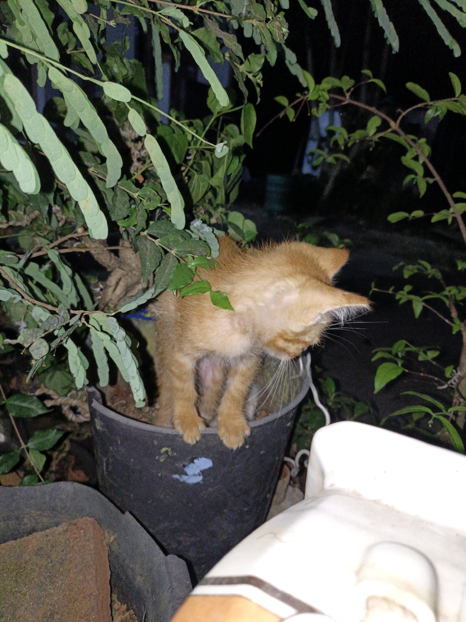 An orange kitten is perched precariously on the edge of a black planter pot, its body angled downwards as if about to jump or explore. The kitten is surrounded by lush green foliage, some of which droops over the pot, partially obscuring the kitten's hindquarters. The background is dark and out of focus, suggesting it is nighttime or a dimly lit outdoor area. To the right of the planter, a portion of a white object, possibly a piece of furniture or a structure, is visible. The scene appears to be set in an outdoor garden or yard, and based on the location context provided, it is within the city of Cikal, Indonesia.