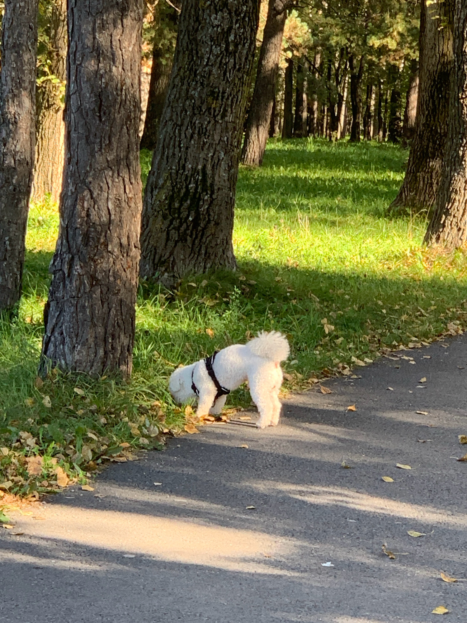 A small, white, fluffy dog, wearing a black harness, is sniffing the ground near the base of a tree. The dog is positioned on the edge of an asphalt path, with grassy ground to its left, covered in fallen leaves. In the background, a dense forest with tall trees is visible, with sunlight filtering through the branches and dappling the grass. The image appears to be taken in a park or wooded area, consistent with a location like the city of Prokopyevsk, Russia, which features natural landscapes.