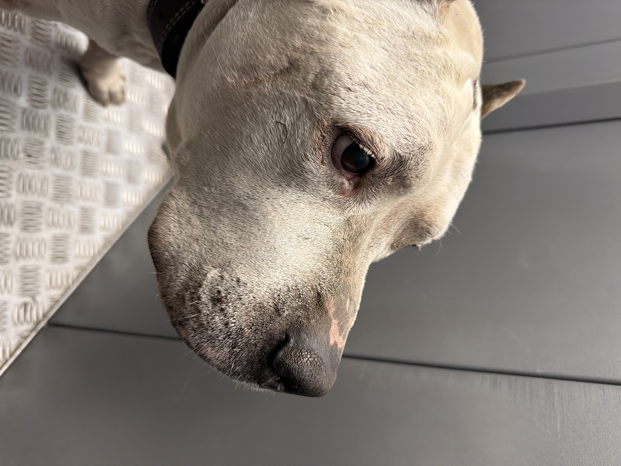 A close-up, high-angle view of a white dog with a dark collar. The dog's face is mostly white with some darker areas around the muzzle and nose, which is black. The dog has one visible brown eye. The dog is standing on a surface that is partially metallic with a textured pattern on the left and a grey smooth surface on the right. The location, Krasnoyarsk, Russia, is not discernible from the given image.