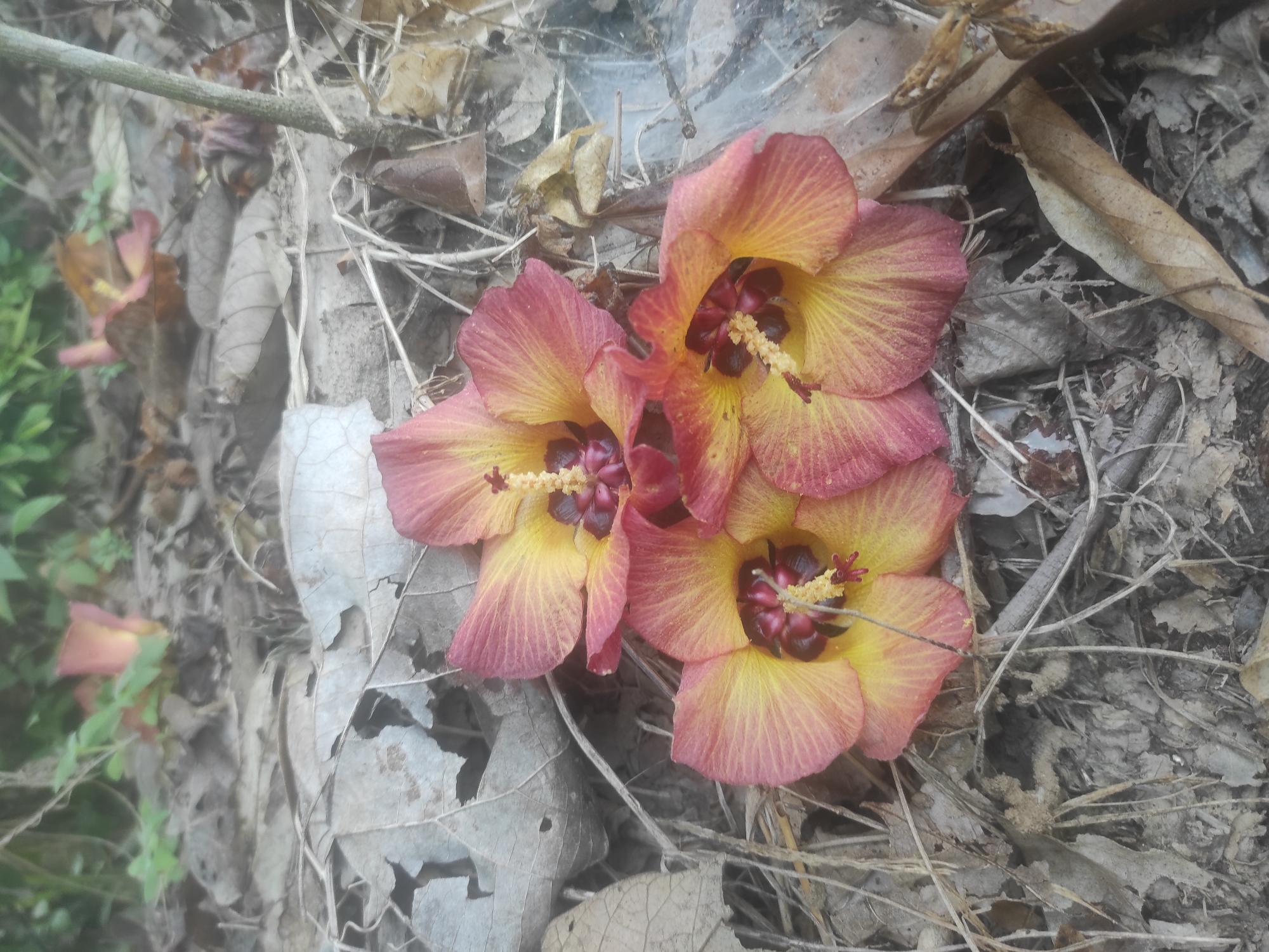 The image displays three vibrant flowers resting on a ground covered with a dense layer of dry leaves, twigs, and natural detritus. Each flower features a prominent yellow center that radiates outwards into reddish-pink petals, displaying distinct vein patterns. The center of each flower contains a dark, maroon-colored pistil surrounded by a crown of light yellow, granular stamens.
The flowers are arranged in a cluster, with one positioned slightly to the left and two others grouped together on the right side of the frame. In the upper right background, a delicate spiderweb is visible, stretched across some dry foliage and twigs. The ground is largely obscured by varying shades of brown and grey dry leaves, suggesting a natural, undisturbed environment. Blurred green foliage and another out-of-focus flower can be seen in the far left background, indicating a larger natural setting.
The scene depicts a tranquil outdoor environment, possibly a forest floor or a shaded garden area in Lhokseumawe, Indonesia. The soft lighting suggests it could be morning or late afternoon. There are no human subjects or activities, and no visible text in the image. The focus is entirely on the natural elements, highlighting the beauty of the fallen flowers amidst the decaying foliage.