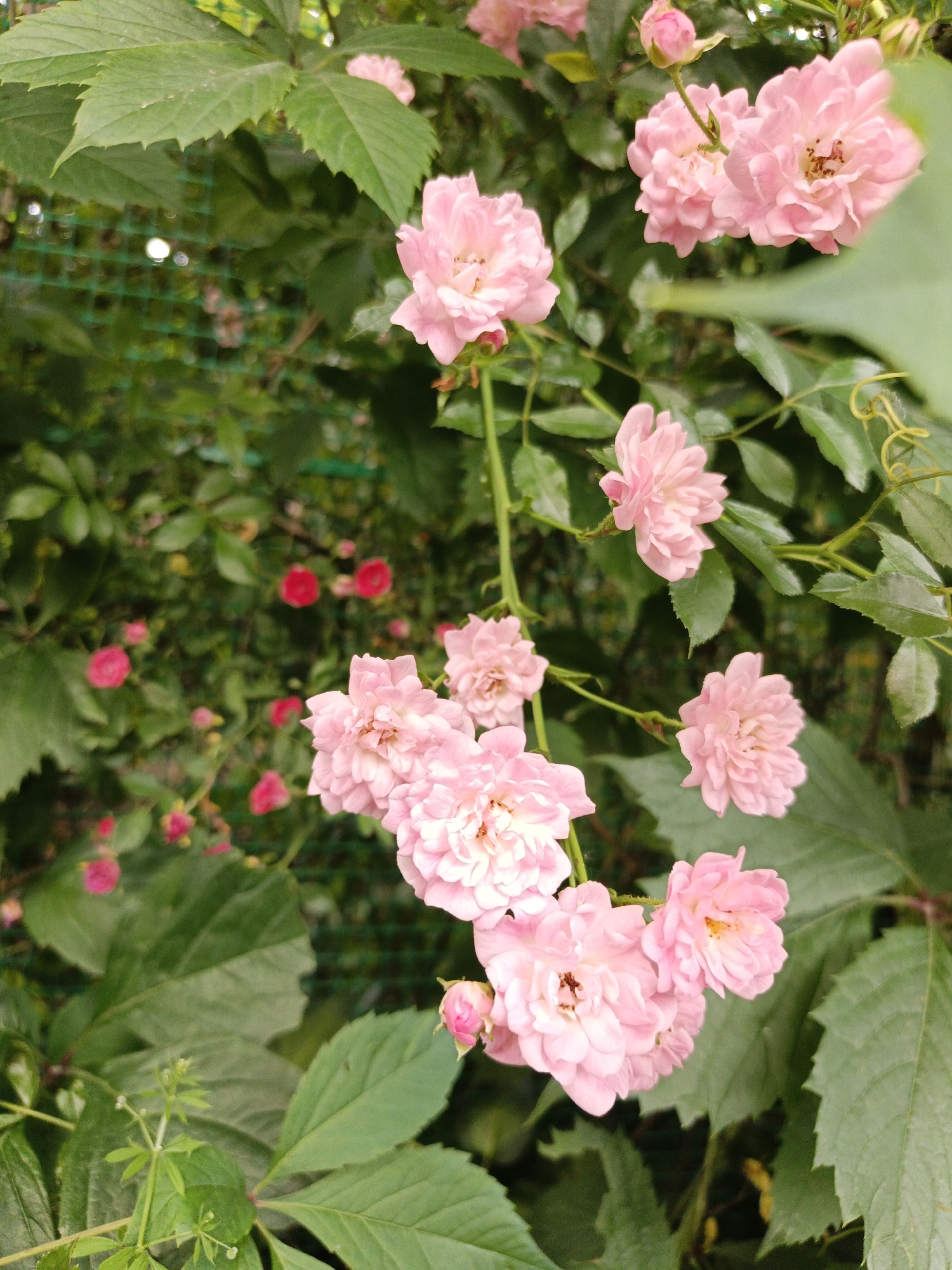 The image shows a close-up view of several delicate pink roses blooming on a vine. The roses are small and clustered, with multiple petals and some showing their pistils and stamens. The vine has lush green leaves, some of which are large and serrated, while others are smaller and more pointed. In the background, out of focus, are more green foliage and hints of a green mesh fence. There are also some smaller, red flowers visible in the blurred background, suggesting a garden setting. The lighting appears to be natural, likely from daylight, and the overall mood is serene and natural. There is no visible text in the image. The context provided places this scene in Pshada, Russia, a location known for its natural beauty and often associated with flowering plants.