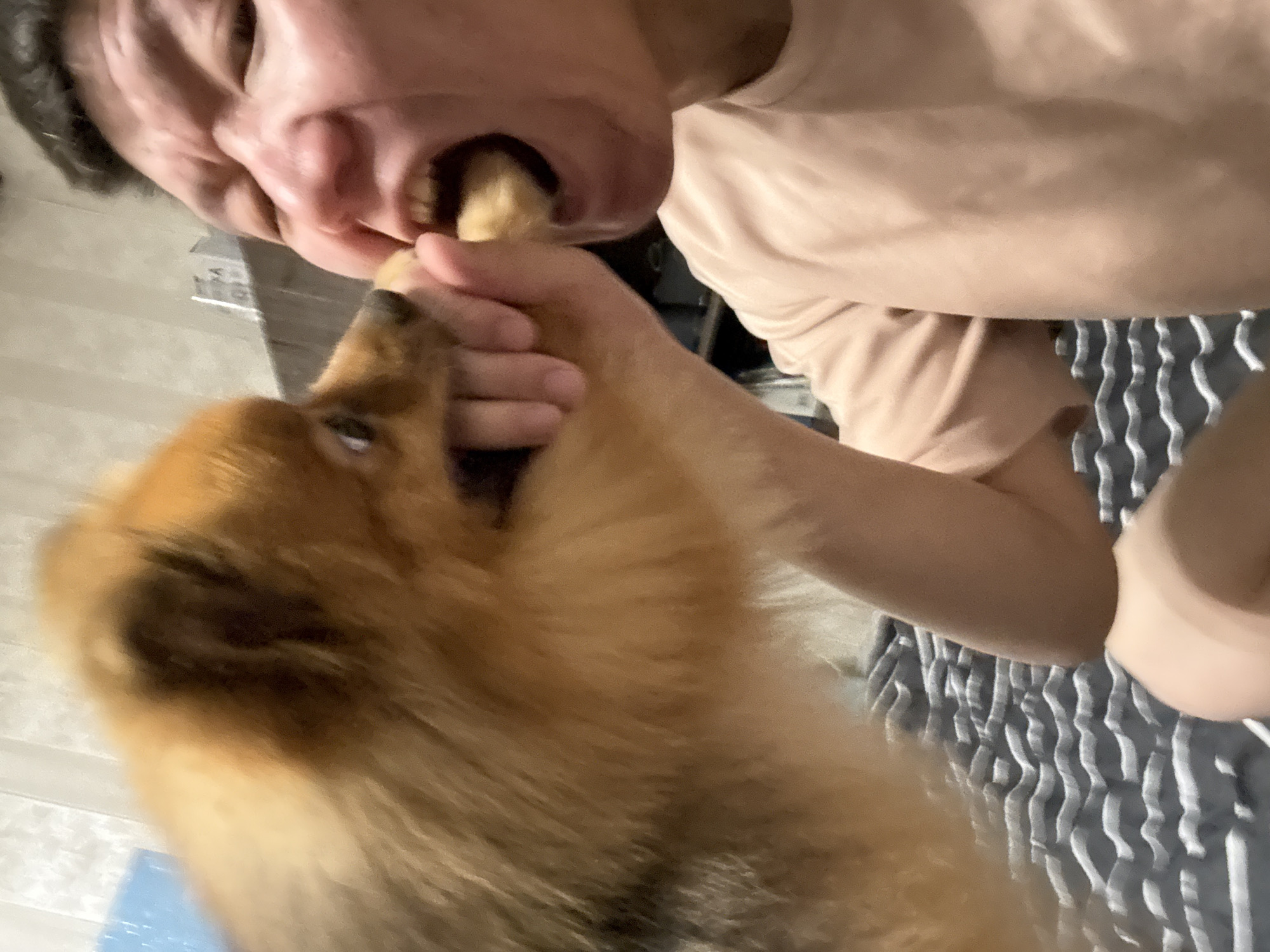 A Pomeranian dog is being fed a treat by a person, whose hand is in the dog's mouth. The person's face is contorted in an expression of amusement or surprise. The background suggests an indoor setting, possibly a bedroom, with a textured surface on the bed and a blurred background that may include shelves or furniture. There is no identifiable information to indicate the location within the city of Khimki, Russia.