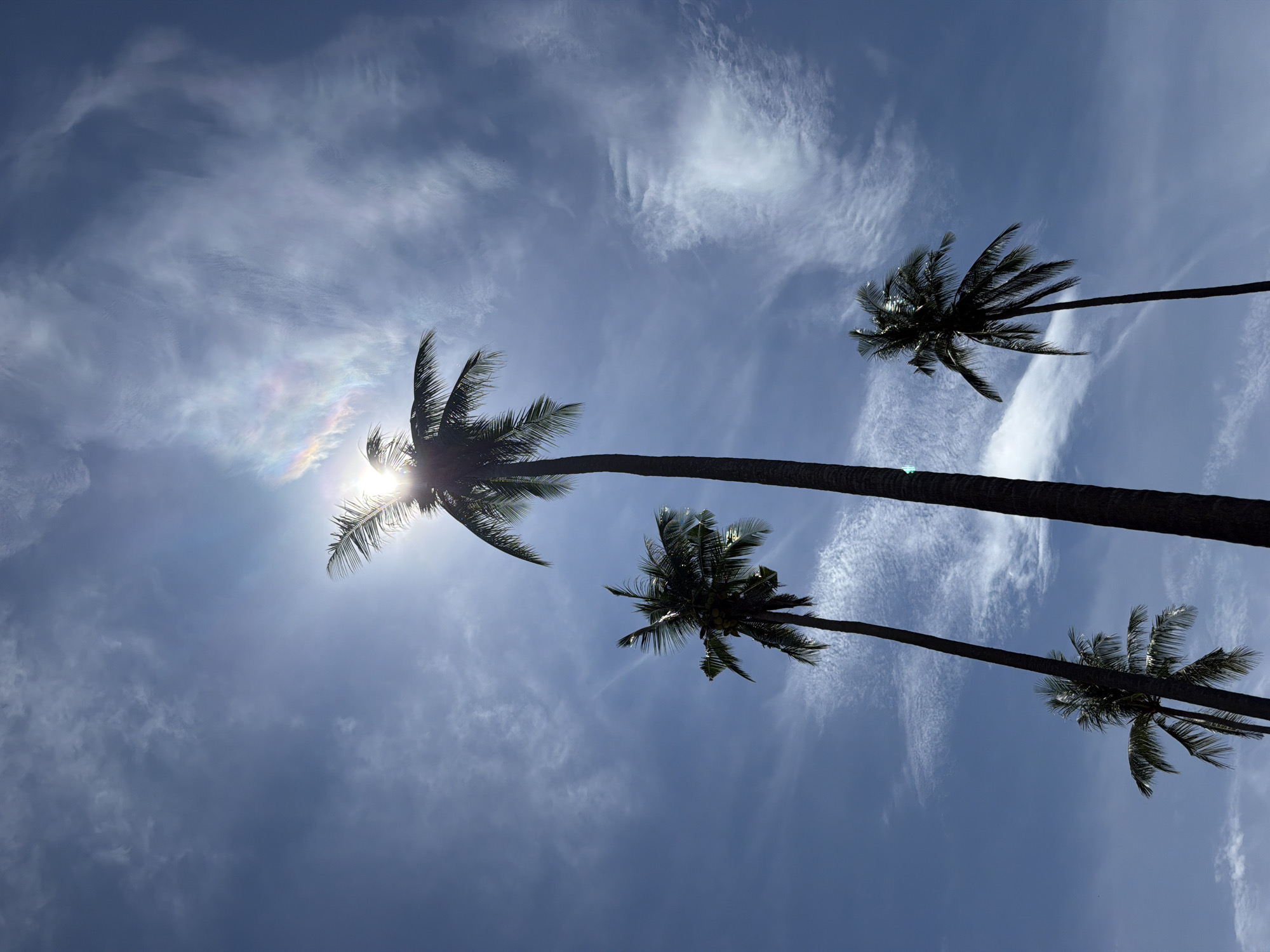 The image shows several tall palm trees silhouetted against a bright blue sky with wispy clouds. The sun is visible through the fronds of one of the trees, creating a lens flare effect with hints of rainbow colors. The scene appears to be outdoors in a tropical or subtropical location. The perspective is looking upwards from the base of the trees. There are no people or animals visible in the image. The environment is characterized by the distinct shapes of palm trees and a bright sky.