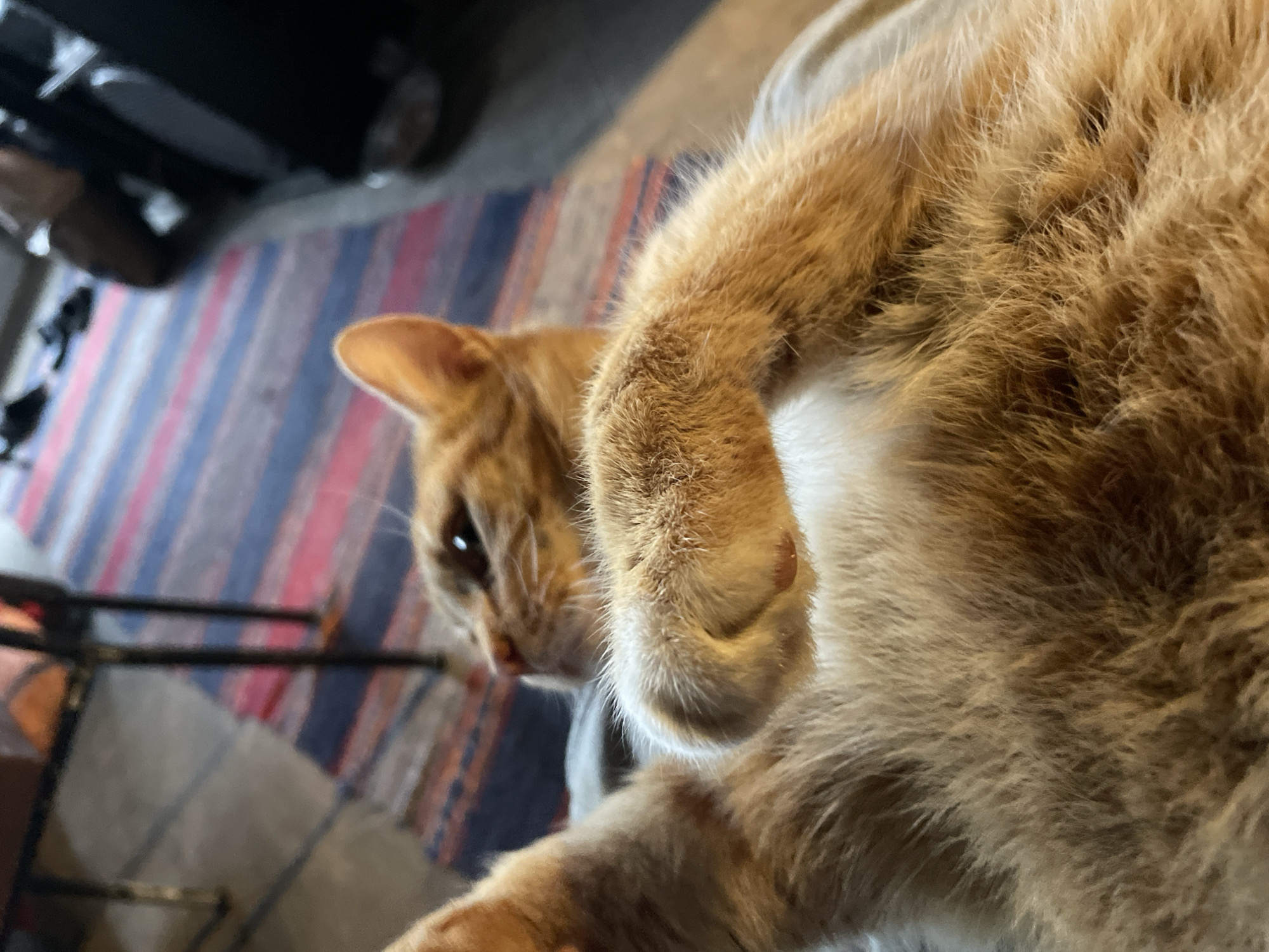 A close-up, angled shot focuses on an orange tabby cat lying down. The cat's paw is prominently displayed in the foreground, obscuring a portion of its face. A small scratch or mark is visible on the cat's paw. The background includes a striped rug with blue, red, and brown hues. Parts of a chair or other furniture are also visible in the background. The location or any connection to Zlatograd, Bulgaria, cannot be determined from the provided image.