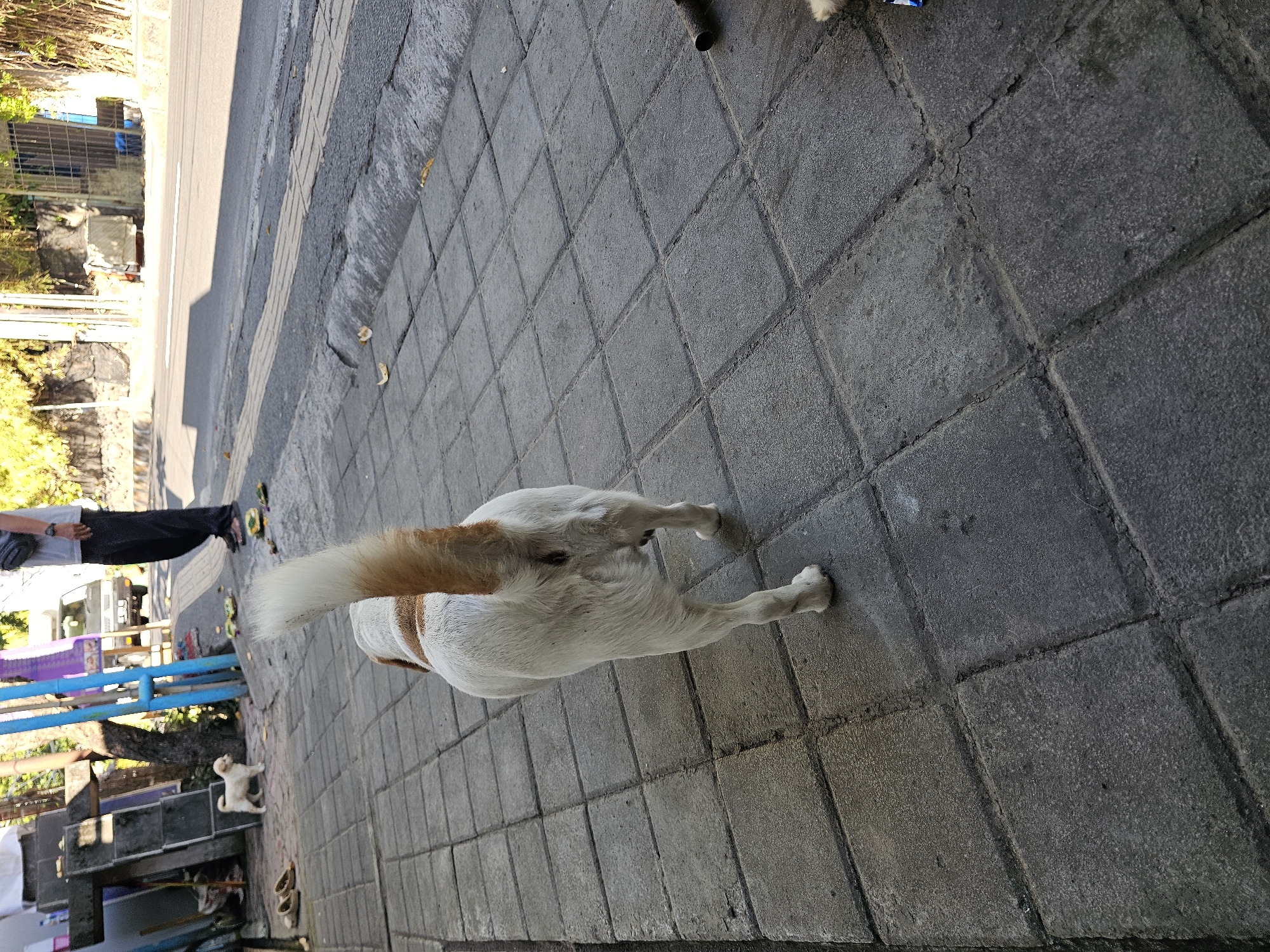 The image depicts a street scene in Denpasar, Indonesia. In the foreground, the rear view of a white and brown dog is prominent as it walks away from the camera on a paved sidewalk. The sidewalk is composed of square grey tiles. To the left of the sidewalk, a few pairs of flip-flops are visible, along with some stacked grey materials. Further into the background, a small, light-colored dog stands near a blue pole. A person wearing dark pants and a grey t-shirt is also visible standing on the sidewalk. Beyond the sidewalk is a street with visible tire tracks and some discarded items, possibly food waste, on the edge of the road. In the distance, a vehicle and some vegetation can be seen. The lighting suggests it is daytime, with shadows cast on the street.