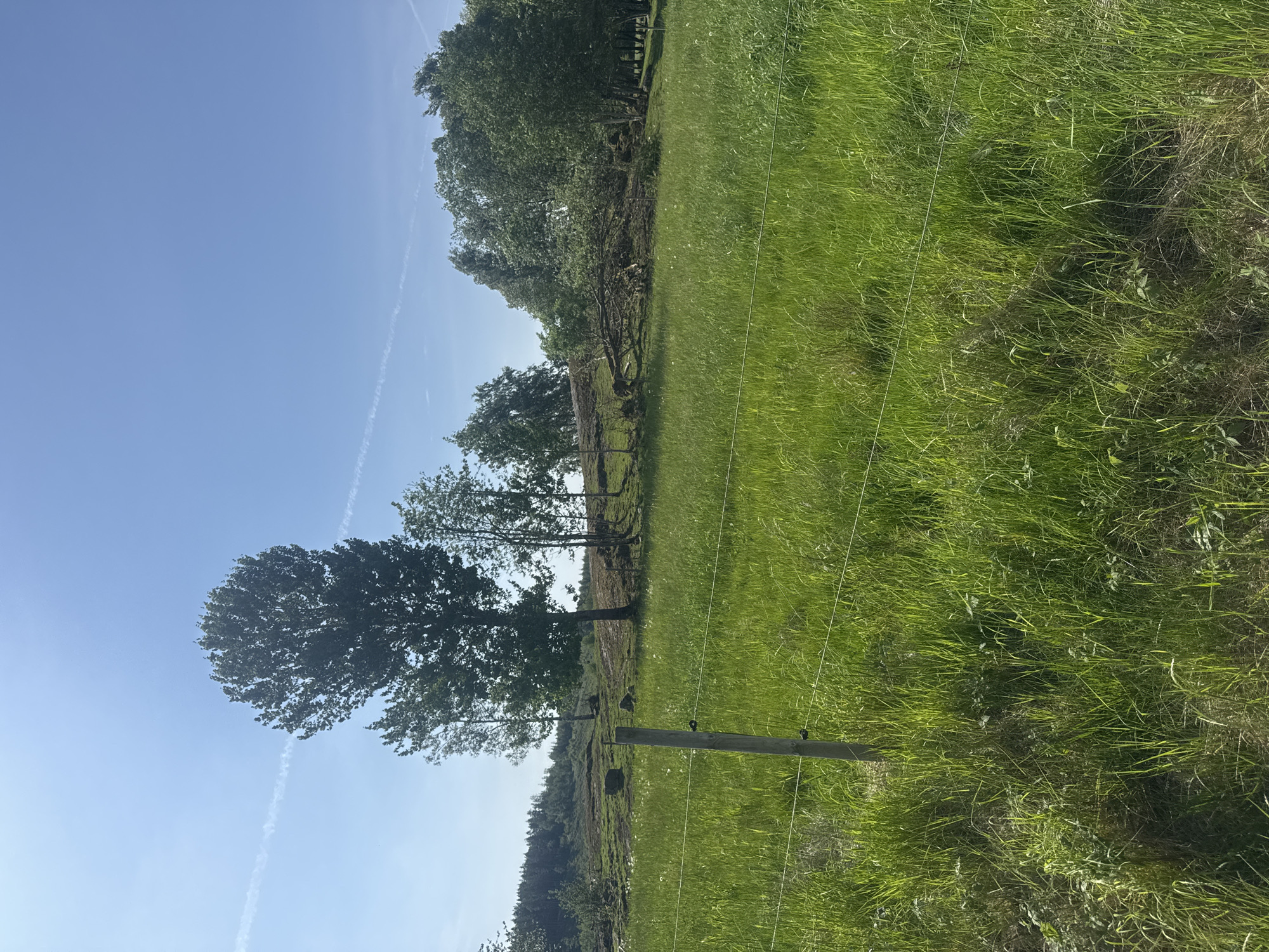 A bright, sunny, rural landscape is depicted, likely in Vessigebro, Sweden. The scene is oriented horizontally, showing a clear, light blue sky occupying the upper portion of the frame. Faint white contrails are visible stretching across the sky.
The middle ground is dominated by a line of lush green deciduous trees, which extend across the frame from left to right. These trees vary in height and density, some appearing as full canopies, while others are slender. Beyond this initial line of trees, the landscape appears to rise slightly, covered in what seems to be more distant forest or vegetation.
The foreground and the right side of the image feature a vibrant green grassy field. The grass is tall and looks healthy, suggesting a natural or pasture environment. A simple wire fence runs horizontally across the foreground, separating the viewer from the distant trees. It consists of multiple thin, white wires strung between wooden posts. A distinct wooden fence post, equipped with insulators for the wires, is visible prominently in the foreground towards the right.
The time of day is clearly daytime, characterized by bright sunlight and clear weather with no clouds other than the subtle contrails. There is no visible activity or event taking place, presenting a serene and peaceful countryside view. No people or animals are visible, and there is no discernible text within the image.