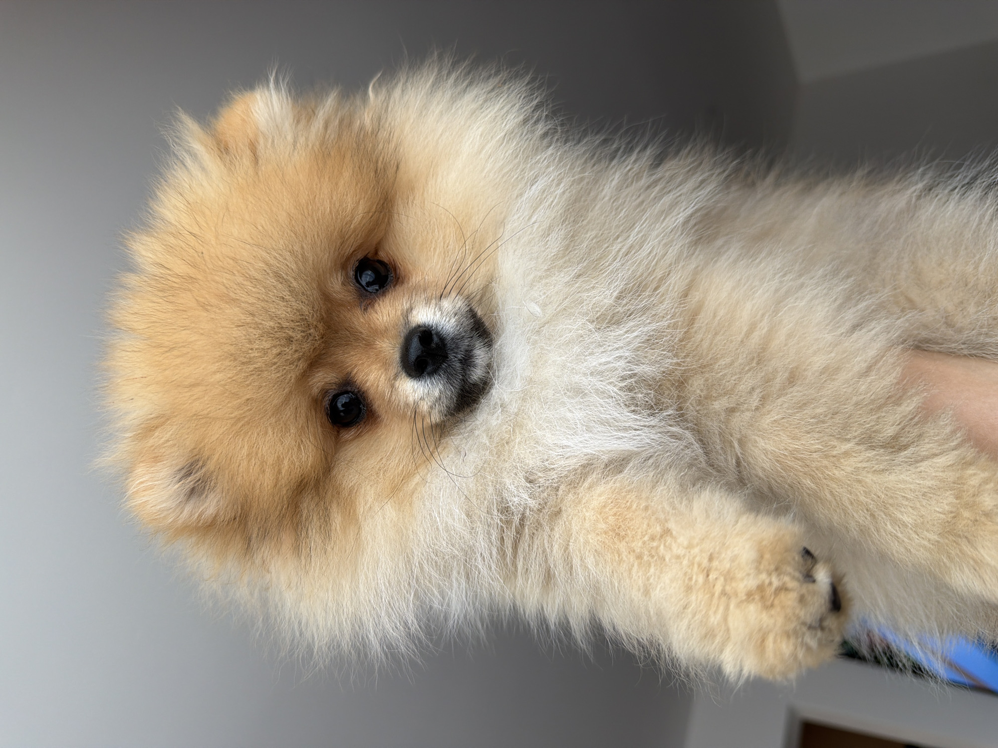 A tan Pomeranian dog with black eyes and nose is held in someone's arms. The background is a light gray. The location is unknown and cannot be determined from the image.