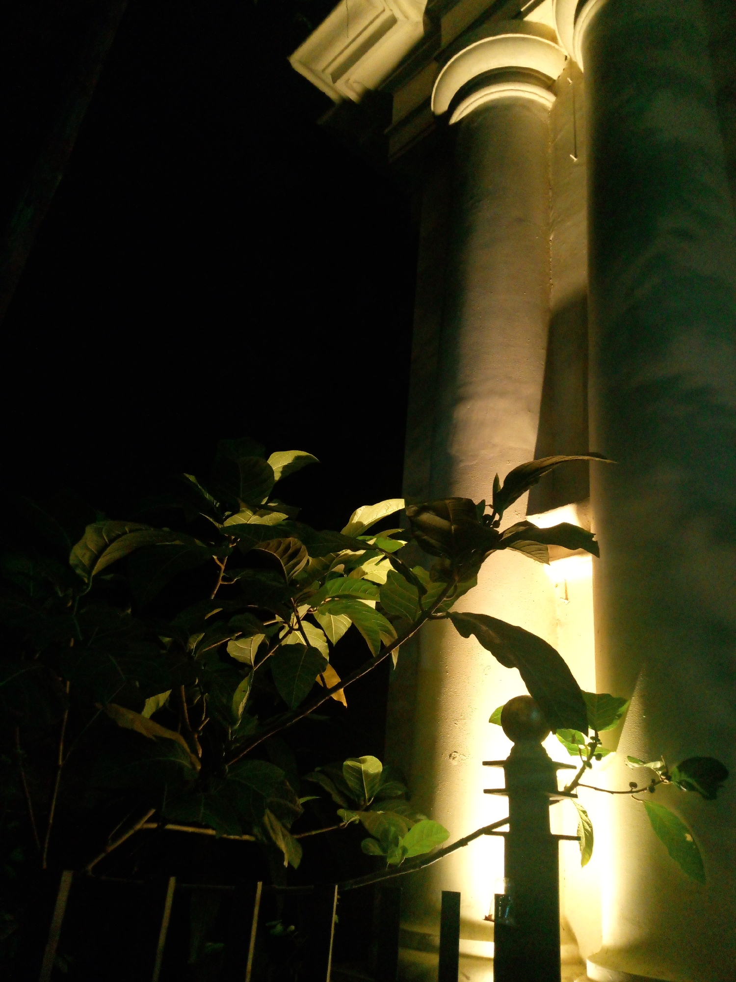 A night time outdoor shot depicts a large architectural structure with two substantial, light-colored columns. The columns are illuminated by a warm light source, casting shadows on their surfaces and creating highlights. In the foreground, a plant with dark green leaves is visible, its branches reaching towards the illuminated columns. A dark, indistinct background suggests a night sky or a dark, unlit area. The scene appears to be set in an urban environment, possibly a public space or a building exterior, in Bitung Jaya, Indonesia. There are no people or animals visible in the frame.