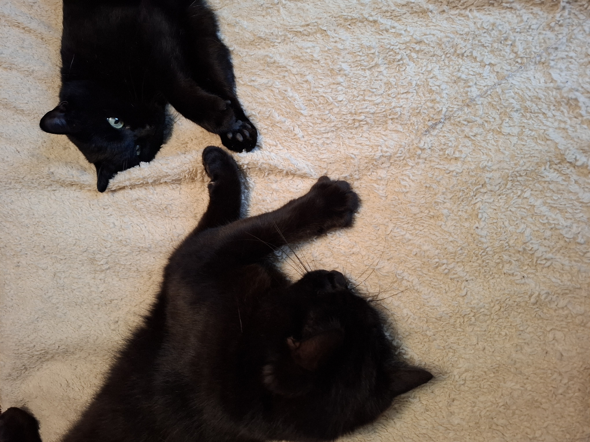 Two black cats are lying on a beige, textured blanket. One cat is upside down in the upper left corner with its head visible and one green eye open. Its paws are curled near its face. The other cat is in the lower center, lying on its back with one paw raised in the air. The location in Khlevnoye, Russia is not known.