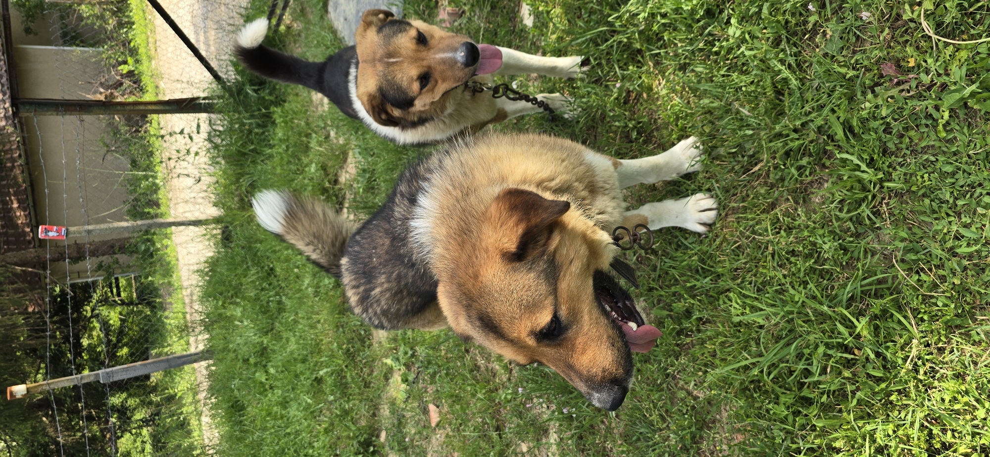Two dogs are in a grassy outdoor area, possibly a yard or park, in Vratsa, Bulgaria. The dog in the foreground is a large, fluffy German Shepherd mix with tan and black fur. It is lying down on its side with its head turned towards the camera, panting with its tongue out. It is wearing a dark collar with a ring attachment.
In the background, another dog, also a German Shepherd mix, is standing with its head tilted up and its tongue sticking out. This dog has tan, black, and white fur and is also wearing a dark collar with a chain leash.
The scene is bathed in sunlight, suggesting it is daytime, likely a warm day given the panting dogs. The grass is green and appears to be well-maintained. Behind the dogs, a fence made of wire mesh and wooden posts is visible, with some greenery beyond. The overall impression is a relaxed, sunny day with two dogs enjoying the outdoors. There are no people visible in the image. There is a small red and white object attached to the fence, possibly a tag or marker.