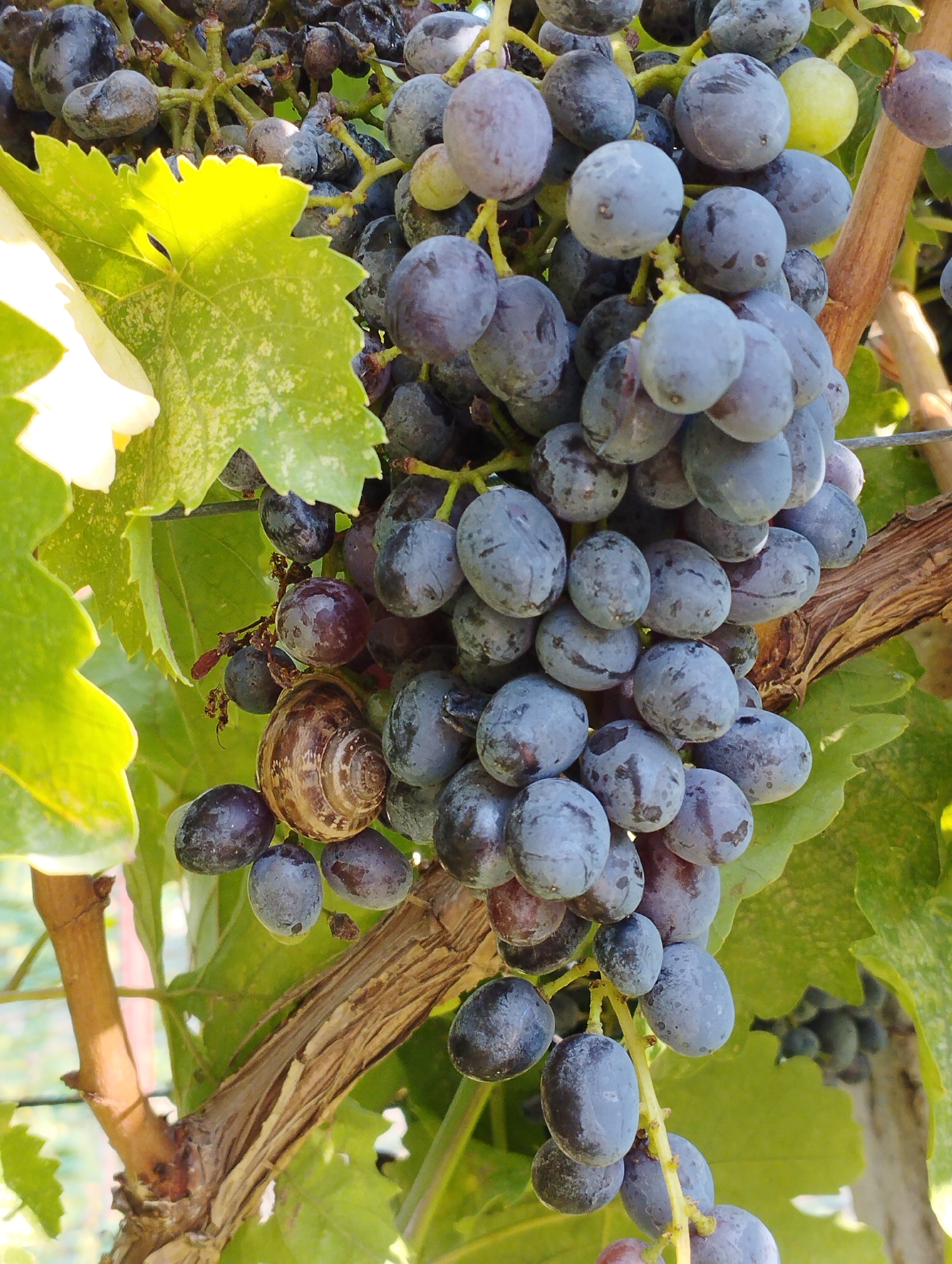 A close-up, vertical shot shows a cluster of ripe, dark blue grapes hanging from a vine. A brown snail shell is nestled among the grapes, positioned slightly to the left of the center. The grapes are round to oval, with a dusty bloom on their surface. Sunlight illuminates the scene, highlighting the texture of the grapes and the rough bark of the vine. Green grape leaves are visible in the foreground and background, some with lighter speckling. The overall environment suggests an outdoor vineyard setting, likely in the city of Kattasu, Uzbekistan, during a sunny day. There are no people or animals actively interacting with the grapes or snail.