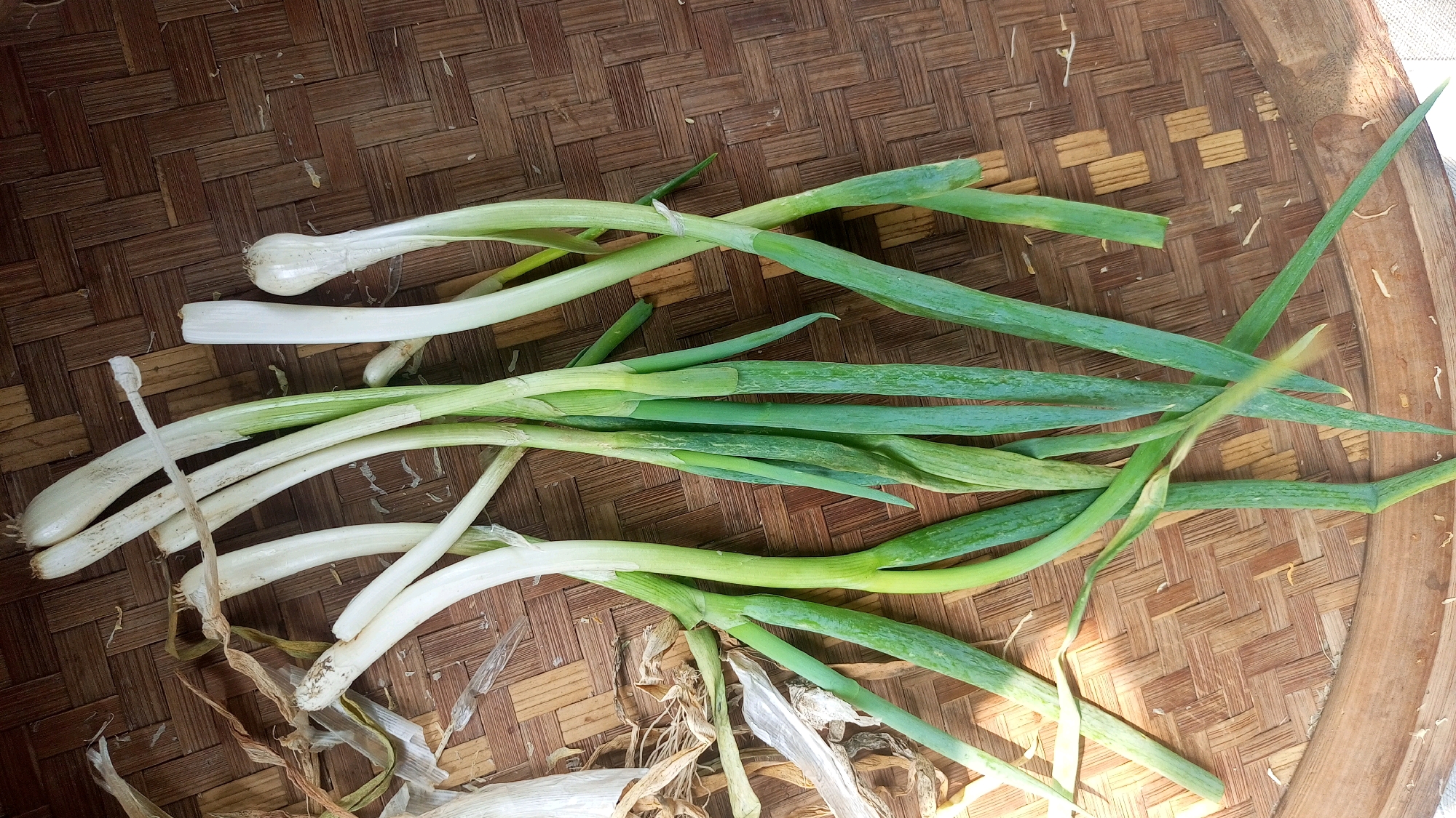The image displays a bunch of freshly harvested green onions, also known as scallions, arranged on a woven bamboo mat. The green onions exhibit a gradient of color, transitioning from white bulbs at the base to vibrant green stalks and leaves. Some of the green onions have small, dry roots attached, indicating they were recently pulled from the ground. The bamboo mat has a rustic texture and a light brown hue, with some lighter colored woven elements and occasional darker wood grains visible. The lighting suggests an outdoor setting, possibly in a rural or agricultural area. The image is taken from a top-down perspective, showcasing the natural arrangement of the vegetables. There are no people or specific landmarks of Mangliawan, Indonesia, identifiable in the image. The focus is solely on the green onions and their immediate surroundings.