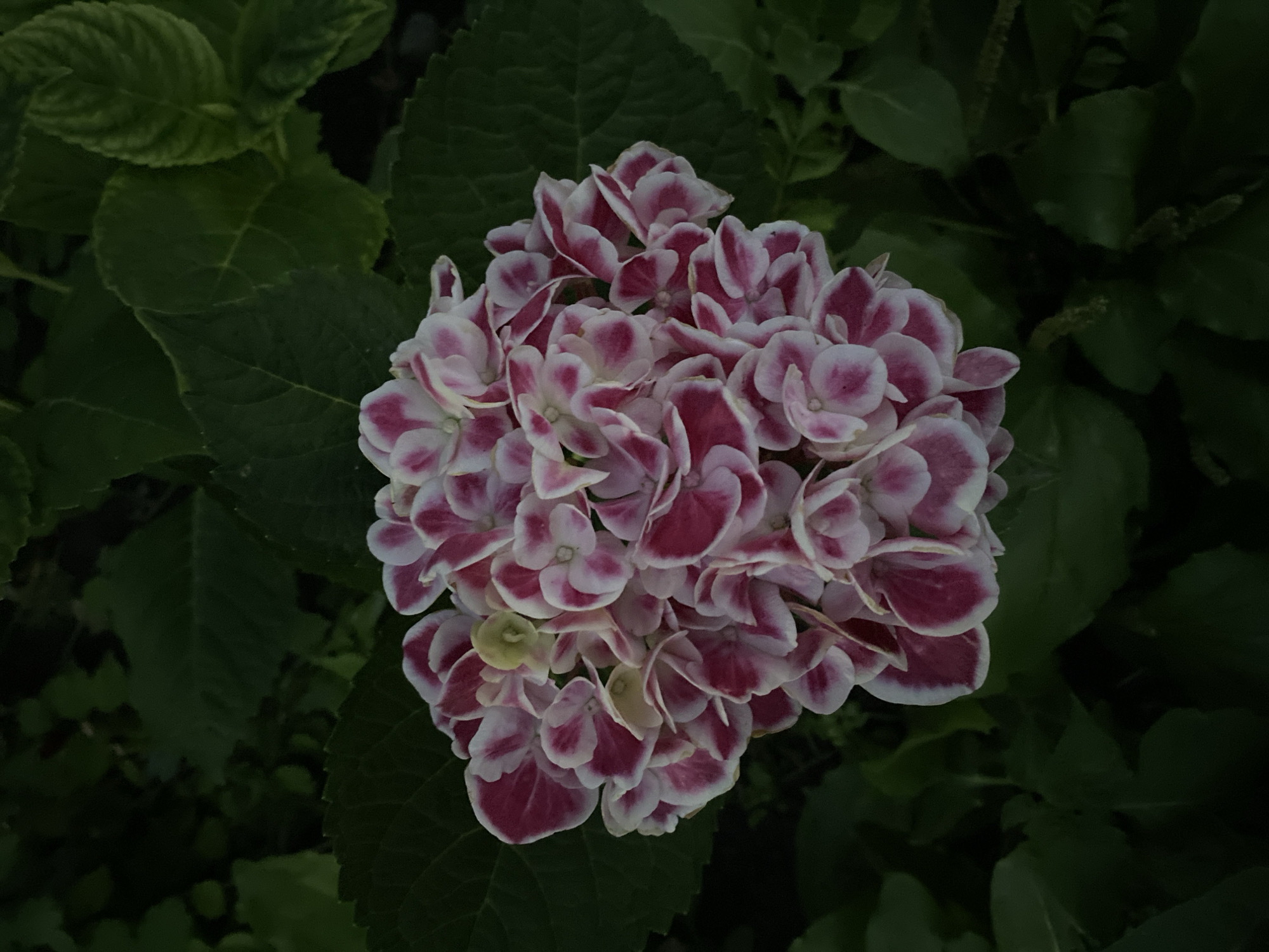 A close-up, overhead shot captures a cluster of pink and white hydrangea flowers against a backdrop of dark green leaves. The flowers are the central focus, with individual florets displaying a gradient of color from white at the center to a deep pink or fuchsia at the petal edges. Some florets also show subtle hints of light green. The surrounding leaves are lush and textured, with visible veins, providing a rich, dark contrast to the lighter blooms. The lighting appears soft, creating a gentle ambiance. The scene is situated outdoors, likely in a garden or natural setting, with no indications of an urban environment or specific location like Oktiabrskaya, Russia. There are no people, actions, or interactions depicted in the image.