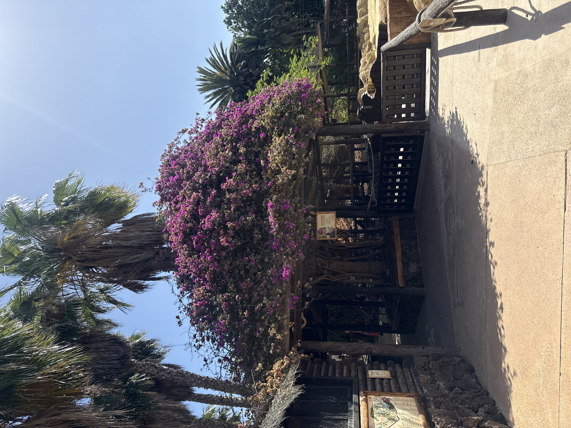 The image captures a structure in Tías, Spain. A dense bougainvillea plant with vibrant purple flowers covers part of the building. A palm tree stands to the left of the structure, its fronds reaching towards the clear blue sky. The structure appears to be made of dark wood and stone, with signs mounted on its exterior. A pathway is to the right of the structure, under sunlight.