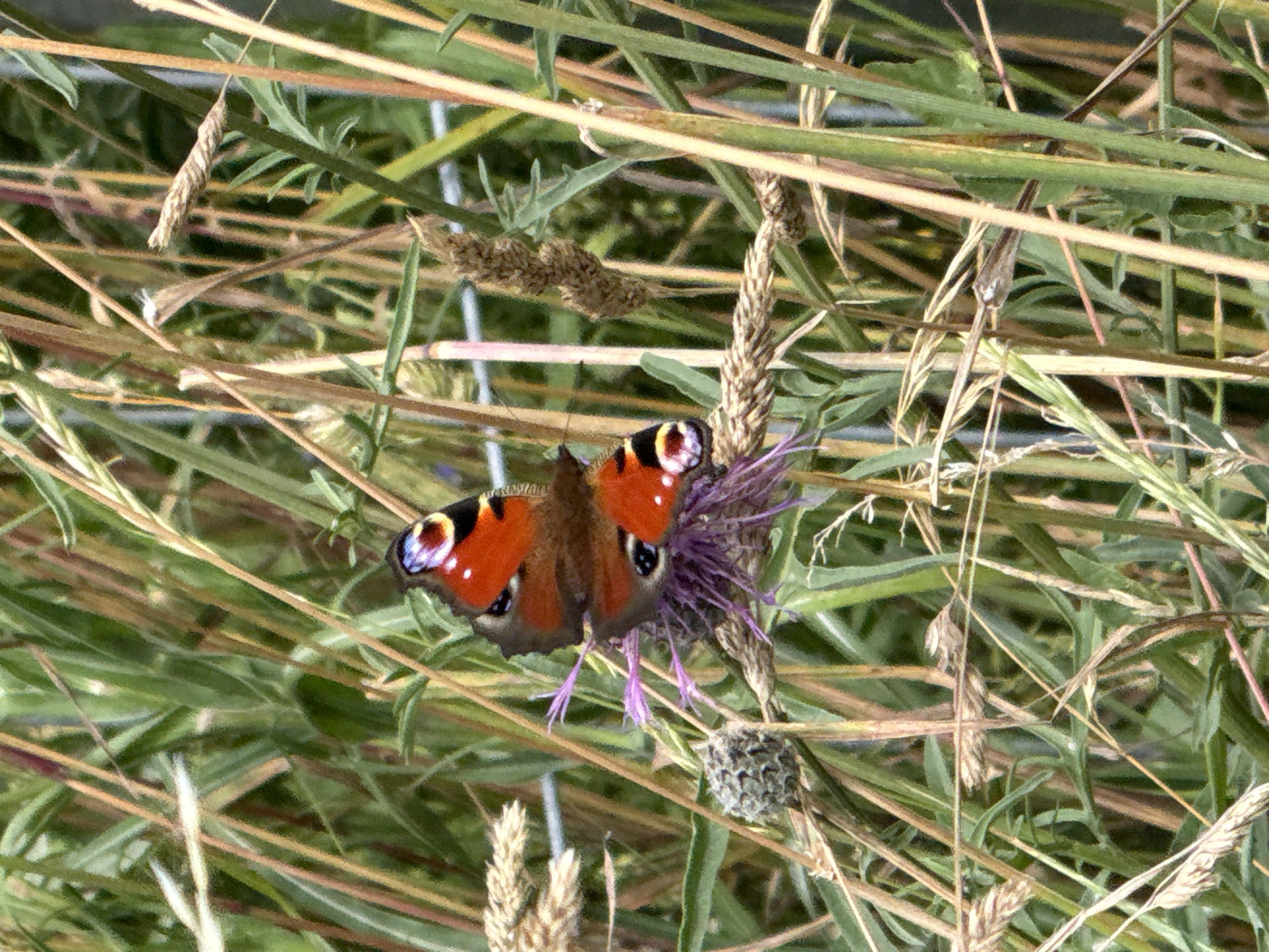 A Peacock butterfly, identified by its vibrant orange wings with black and blue eye spots, is perched on a purple thistle flower in a natural, grassy environment. The butterfly's wings are partially open, displaying their distinctive markings. The background consists of tall, dry grass stalks and green foliage, with some light filtering through, suggesting an outdoor setting, likely in a meadow or field. The image does not contain any people or man-made structures. The location is Kołczewo, Poland.