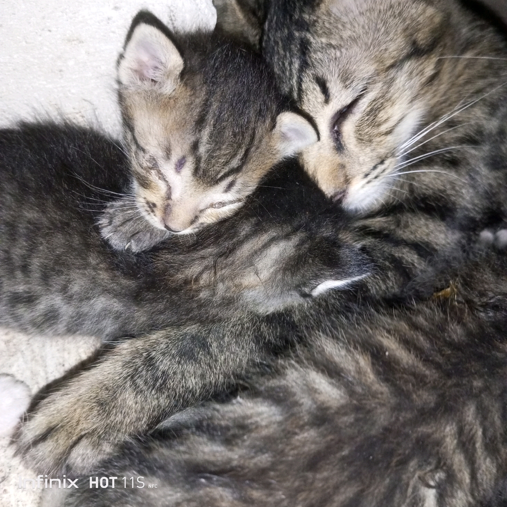 This is a close-up, high-angle shot of three tabby kittens sleeping together. The kittens have grey and black striped fur. One kitten is curled up with its head nestled into the fur of another kitten. The third kitten's head is visible between the other two, with its eyes closed. The kittens appear to be on a light-colored, textured surface, possibly concrete. The overall impression is one of warmth and peacefulness. There are no people or visible elements that would suggest a specific location within Sukaslamet, Indonesia.