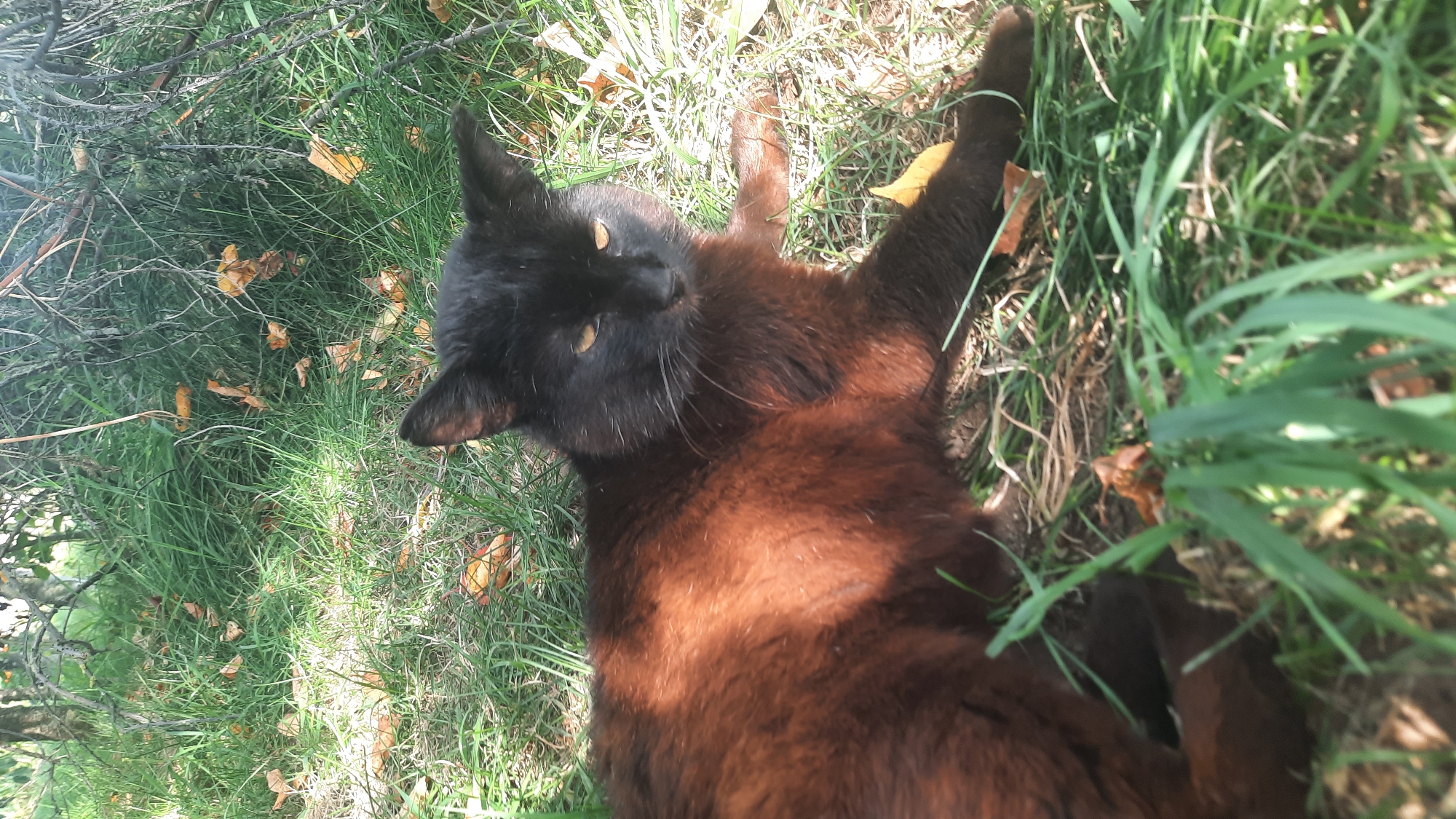 A black cat with a reddish-brown undercoat lies on green grass, with some fallen leaves scattered around. The cat's eyes are partially closed, and its ears are perked up. The scene appears to be outdoors, possibly in a park or backyard, with trees and branches visible in the background. There is no indication of any specific location within the city of Shklov, Belarus, or any human activity. The lighting suggests it is daytime, with sunlight casting shadows on the cat and grass.