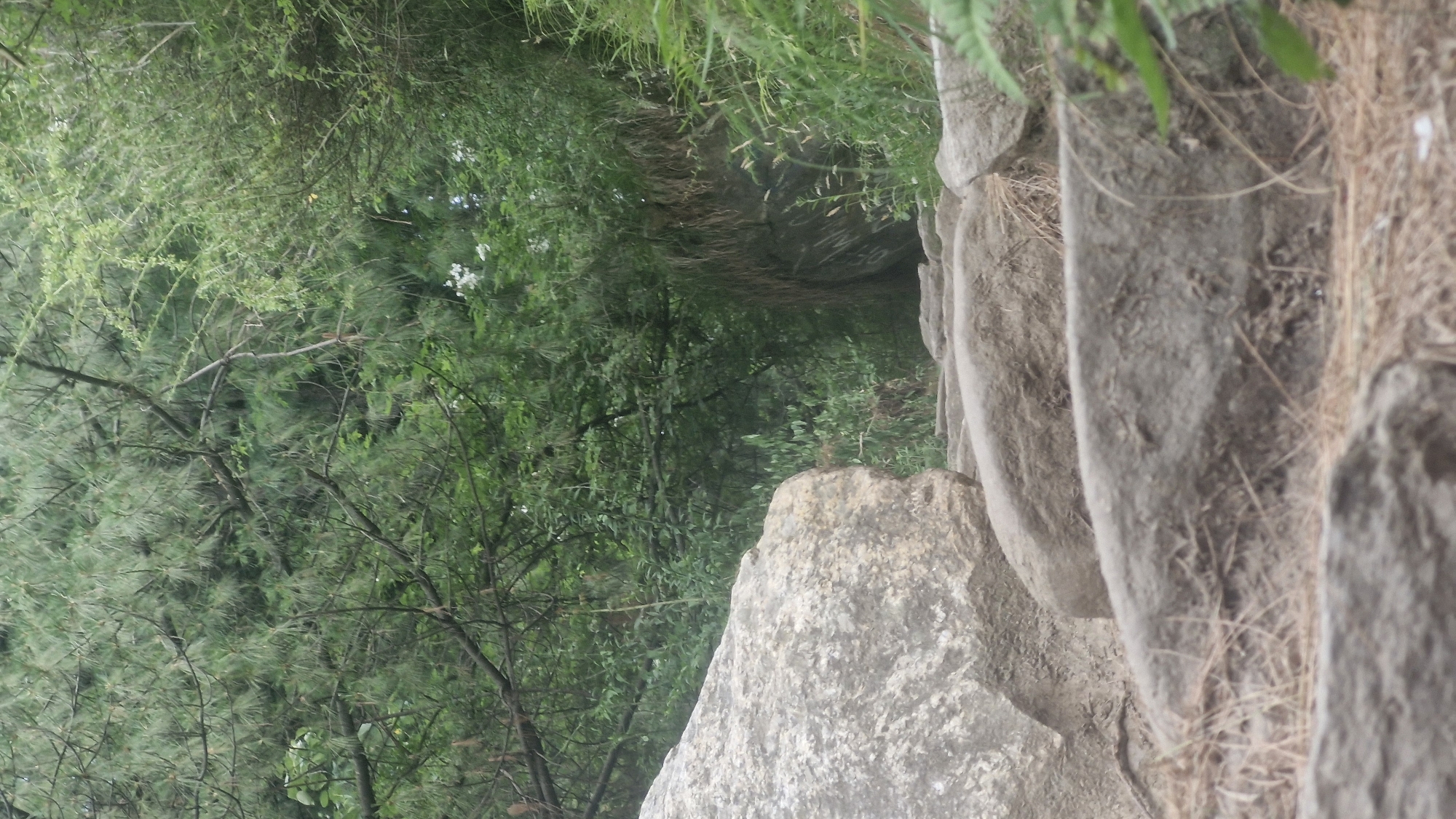 The image captures a natural, outdoor scene in Vashisht, India, featuring a rocky path leading into a dense, green forest. The foreground is dominated by large, weathered rocks, some of which form natural steps. Dry grass and pine needles are scattered on and around the rocks. In the mid-ground and background, the forest is thick with trees and foliage, creating a shaded, almost tunnel-like effect as the path recedes. The trees appear to be a mix of coniferous and deciduous types, with pine needles visible among the leaves. The overall impression is one of a natural, slightly untamed environment, suggesting a hiking trail or a natural pathway within a wooded area. There are no people or animals visible in the image.