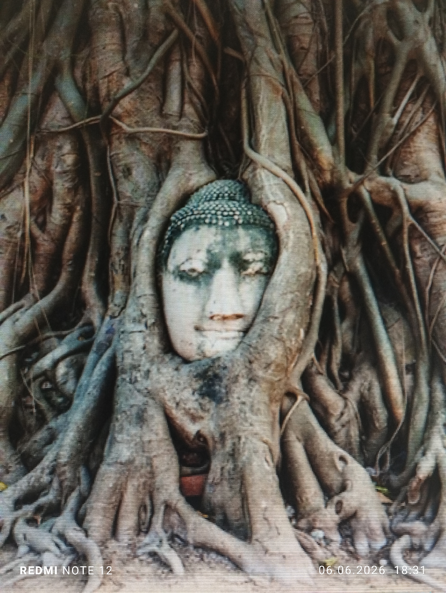A weathered stone Buddha head is partially encapsulated by the extensive, gnarled roots of a large tree. The Buddha head, exhibiting a serene expression with downcast eyes and a subtle smile, shows discoloration and dark streaks consistent with prolonged exposure to the elements. Its cranial protuberance and curled hair are discernible. The tree roots, varying in thickness and texture, form a dense, interwoven network around and beneath the head, dominating the foreground and background. The scene is static, depicting a fusion of natural growth and an ancient artifact. Text overlays indicate "REDMI NOTE 12" in the bottom left and "06.06.2026 18:31" in the bottom right. This image depicts a static scene in Burgas, Bulgaria.