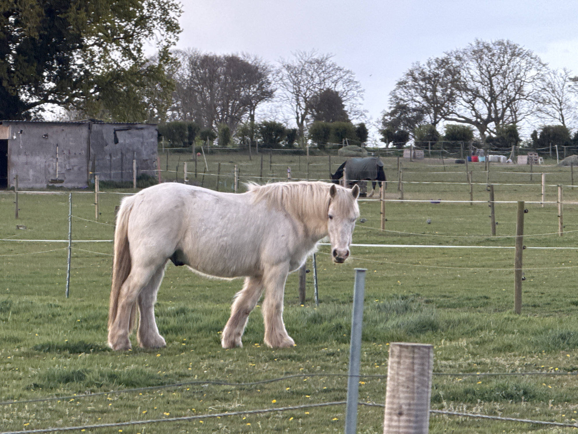 A cream-colored horse stands in a grassy field with scattered yellow flowers. A weathered outbuilding is visible to the left, and in the background, horses graze in a fenced area beneath bare-branched trees. The sky is overcast. A fence post and wire obstruct the foreground view. The photograph was taken in Great Yarmouth, United Kingdom.
