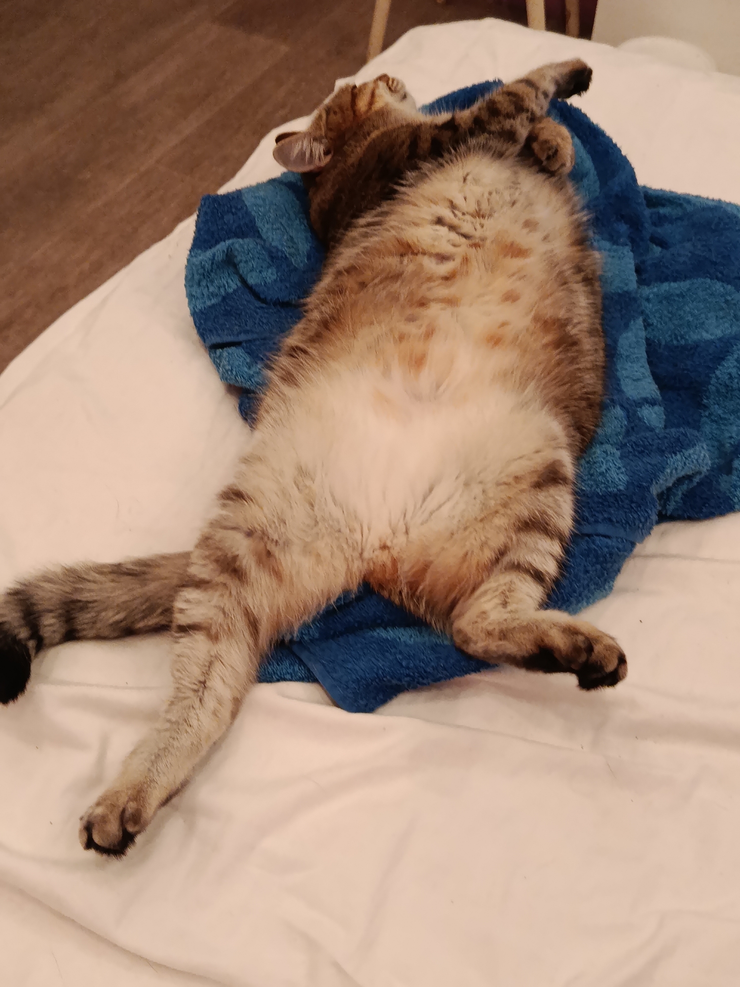A tabby cat is lying on its back on a white sheet, with a blue towel underneath its body. The cat's paws are spread out, and its tail is curled to the left. The cat's eyes are closed, and it appears to be asleep. The background is blurred, but it appears to be a room with wooden floors. This image was taken in Verkhnyaya Salda, Russia.