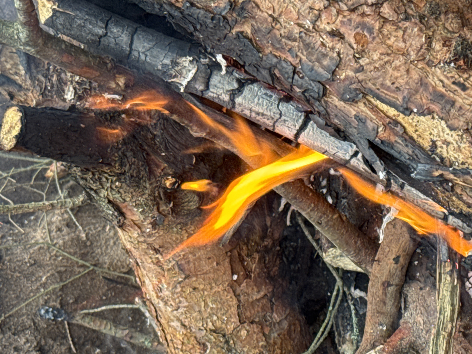 A close-up, vertical-orientation photograph depicts wood logs and branches actively burning, with bright orange and yellow flames dominating the central and lower portions of the frame. The scene is located in the city of Zelenaya Roshcha, Russia.
Multiple pieces of wood, varying in size and state of combustion, are visible. In the upper left, a large log with rough, dark brown bark shows some charring and small, faint flames. To its right, a thick, cut log end, light brown and textured, is positioned vertically, with smaller flames licking its sides. Further right, a heavily charred, dark gray log with a distinctive crack pattern runs diagonally downwards, indicating significant burning.
The flames are dynamic and irregular, exhibiting a luminous yellow core blending into vibrant orange at their edges. They primarily emanate from the interstices between the logs and wrap around the wood, highlighting areas of active combustion. A particularly strong, elongated flame rises diagonally from the lower center, curving upwards.
The wood textures range from rough, furrowed bark on unburnt or partially burnt logs to smooth, light-colored cut surfaces on log ends. Charred sections display a fragmented, cracked appearance with areas of dark carbonization and lighter ash residue. Smaller, thinner branches and twigs are interspersed among the larger logs, some of which are also burning.
The background, mostly out of focus, reveals additional muted brown and gray natural elements, including indistinct tree trunks, bare branches, and possibly ground debris, suggesting an outdoor environment. No people, artificial structures, or objects other than the burning wood are visible within the frame.