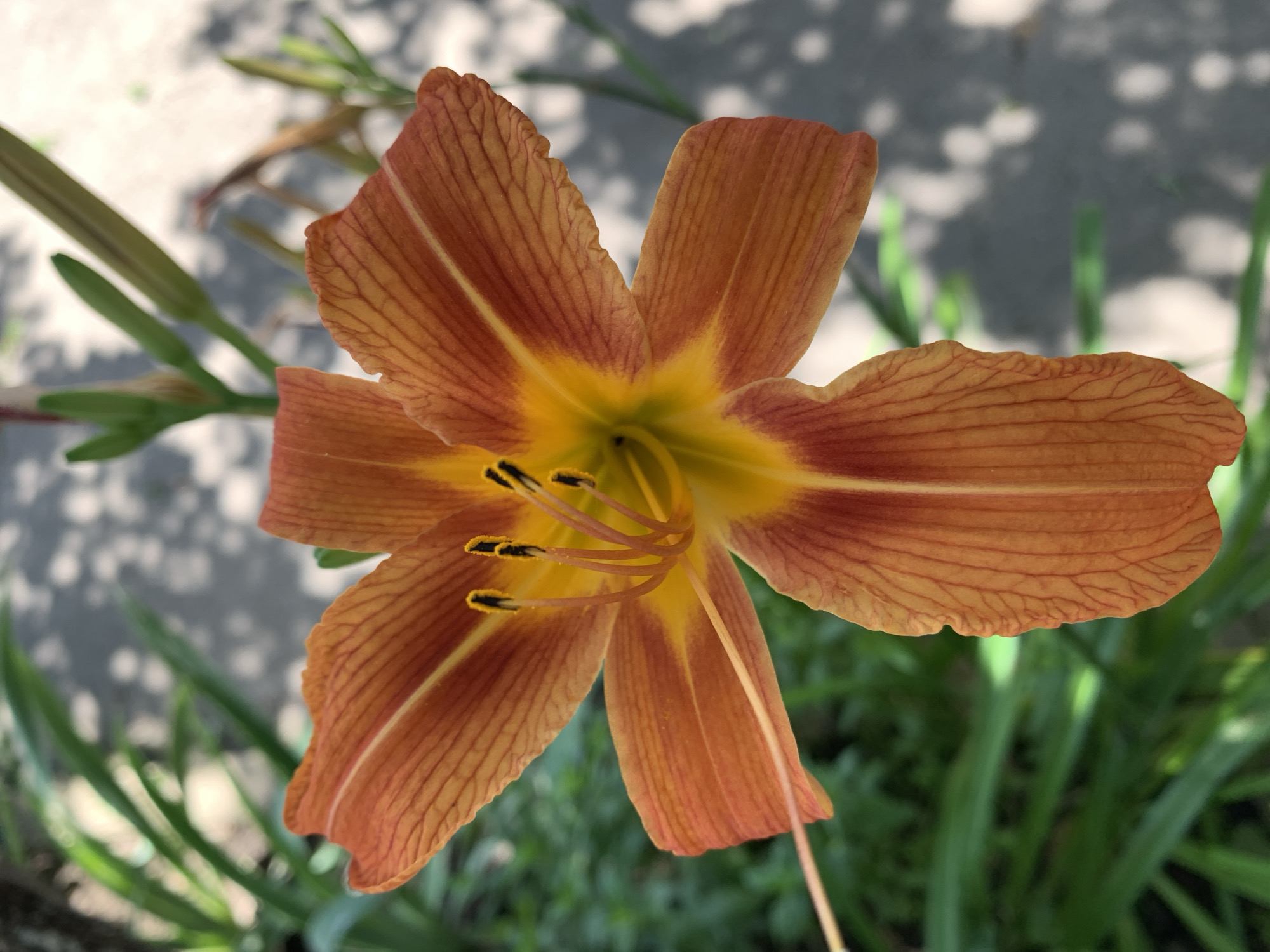 A close-up, eye-level shot captures an orange lily flower in full bloom against a blurred background of green foliage and dappled sunlight. The flower, positioned slightly off-center to the right, is the primary subject, with its vibrant orange petals radiating outwards from a yellow center. The delicate veins on the petals are clearly visible, adding texture and depth to the image. Extending from the flower's center are its stamens, topped with dark anthers. The background is softly out of focus, with hints of green leaves and a gray surface illuminated by patterns of light and shadow, suggesting an outdoor setting with overhead foliage or structures casting shadows. The lighting appears natural, likely from sunlight, highlighting the flower's vivid coloration. No people are present in the image. The location is not specified.