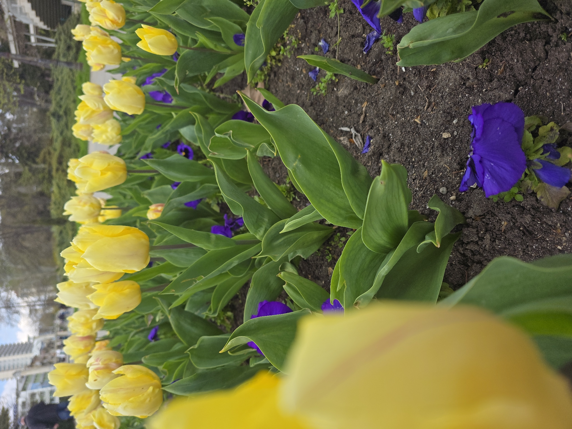 The image captures a flowerbed in what appears to be a park or public garden. Predominantly, there's a line of bright yellow tulip flowers, with some blooming open and others still partially closed. Interspersed among the tulips are smaller, dark purple flowers. The flowers are planted in dark soil. In the background, out of focus, a cityscape is visible including buildings and trees. There are people present on the edge of the view. It is not possible to identify the city as Varna, Bulgaria from the visual information provided.