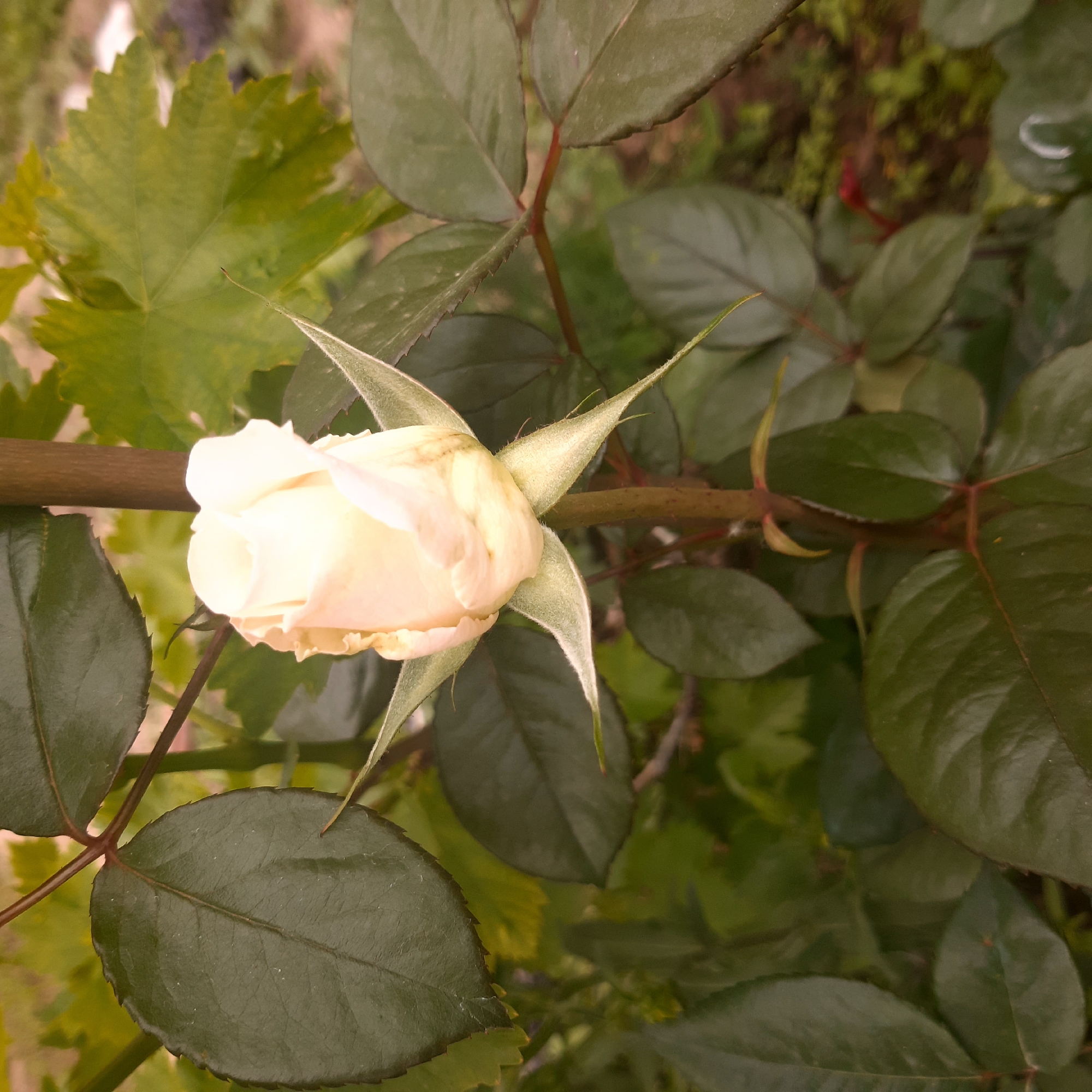 The image presents a close-up of a pale cream-colored rose bud, captured in an outdoor garden setting in Yeghegnadzor, Armenia. The rose bud is positioned horizontally across the mid-left of the frame, its petals tightly furled, indicating it is yet to fully bloom. Green, pointed sepals, some with fine hairs, encase the base of the bud.
The bud is connected to a reddish-brown stem. Surrounding the bud and stem are numerous dark green, glossy rose leaves, characterized by their serrated edges and visible vein patterns. These leaves are robust and healthy.
In the background and intermingled with the rose foliage, there are distinct lighter green leaves with a lobed shape and prominent veins, strongly resembling grape leaves. This detail, coupled with the location context of Yeghegnadzor (a renowned wine region in Armenia), suggests the presence of grapevines in the garden alongside the rose bush.
The lighting appears to be natural daylight, creating a soft, diffused illumination that highlights the textures of the leaves and the delicate structure of the rose bud. The scene conveys a sense of natural growth and verdant plant life. There are no visible people, explicit activities, or text.