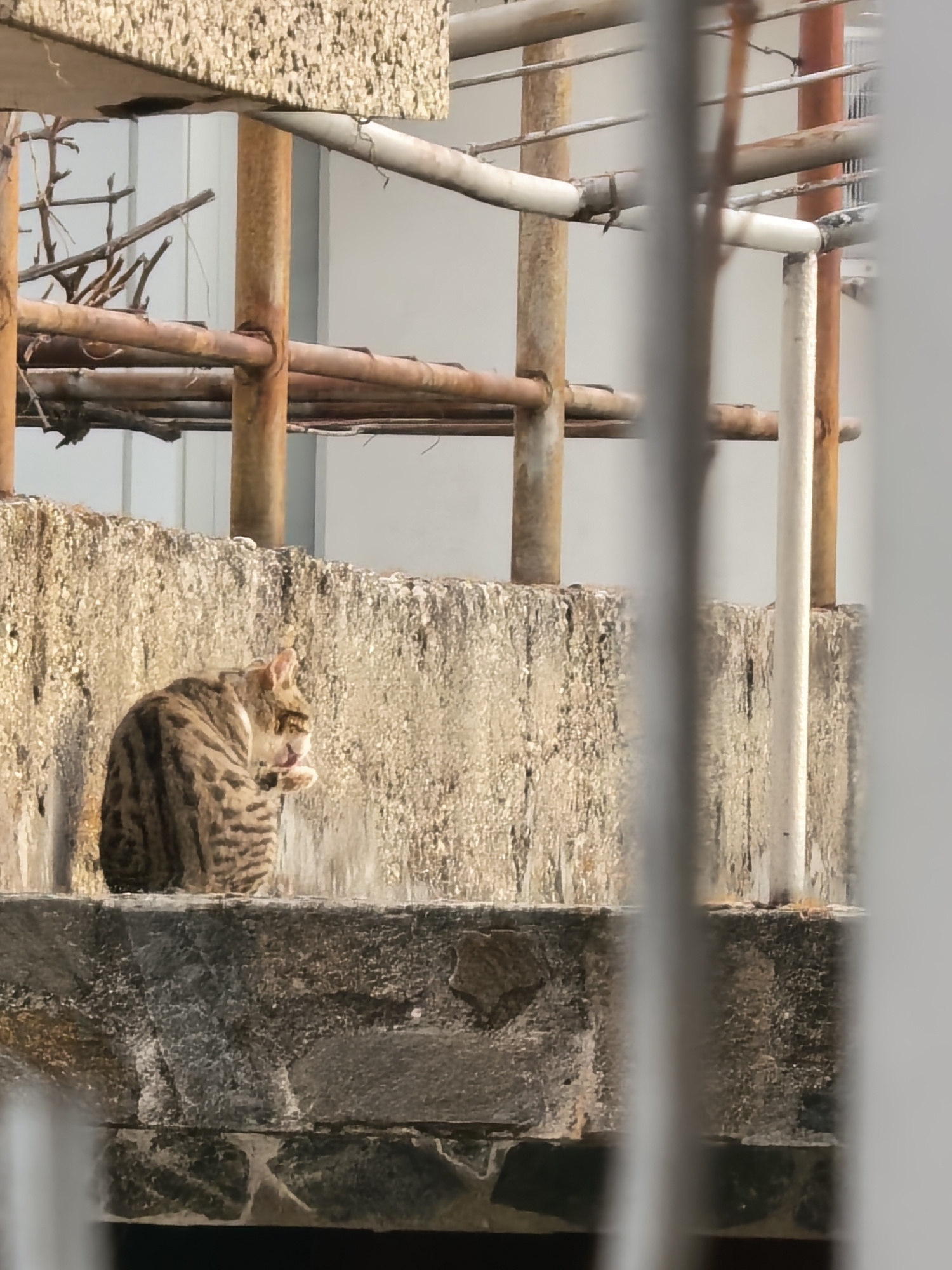 A medium shot captured through a set of vertical white bars shows a tabby cat sitting on a weathered concrete ledge. The cat, positioned on the left side of the frame, is in the midst of grooming itself, licking its paw. Behind the ledge, there's a textured concrete wall. Rising above the wall is a framework of rusted metal bars and pipes. Bare branches of a tree or shrub are also visible. The background is completed by a smooth, light-colored wall, providing a contrast to the rough textures in the foreground. The location appears to be an urban or suburban area.