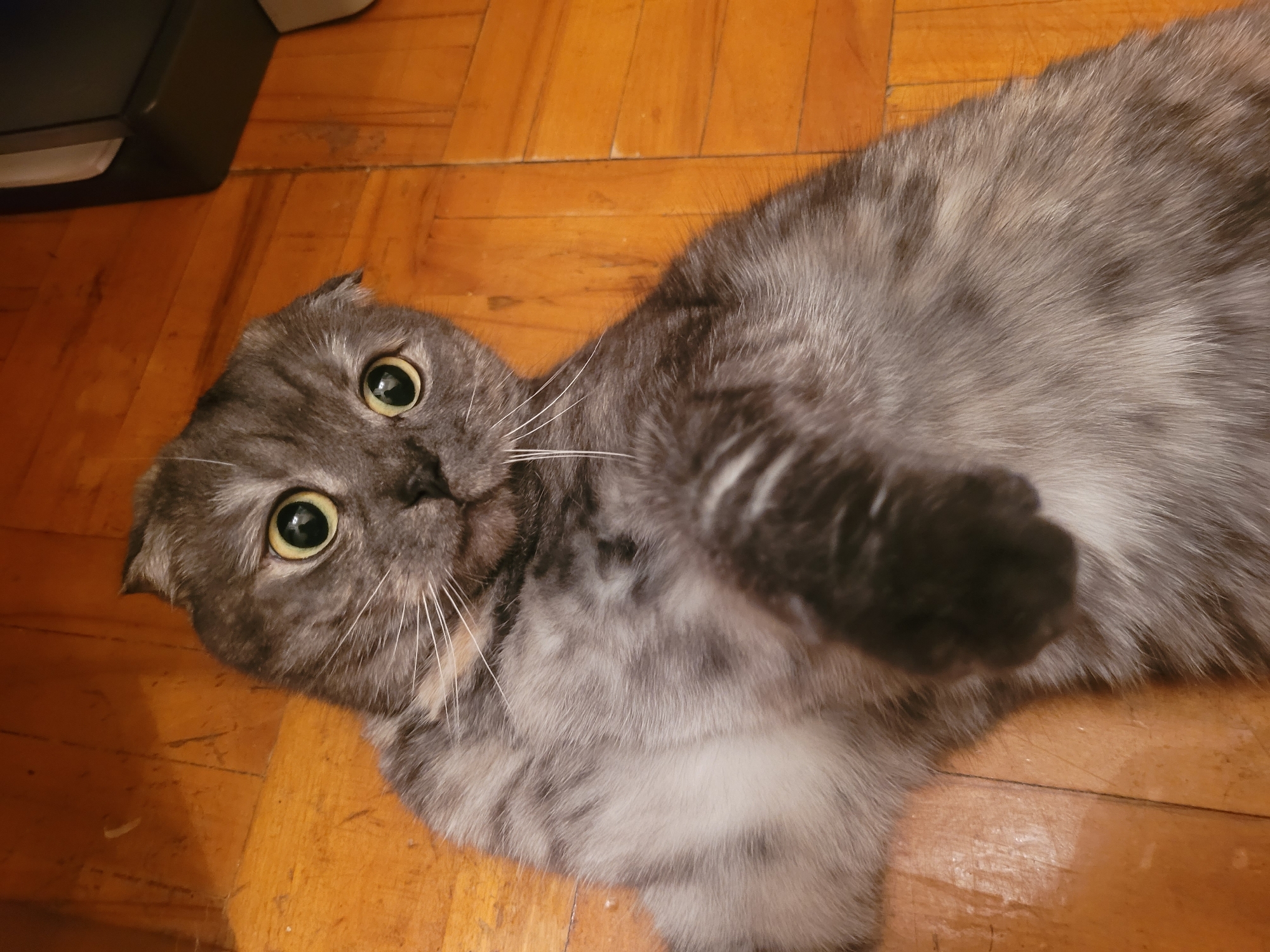 A gray tabby cat with folded ears lies on a wooden floor. The cat is looking directly at the camera with large, round eyes. The cat's paw is raised slightly. A black object is partially visible in the upper left corner. There is no indication of the image location being Izhevsk, Russia, or any specific city.
