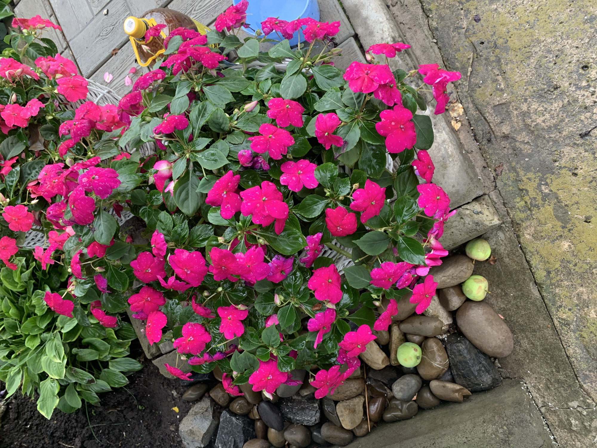 In Dubnik, Russia, a pot of vibrant pink Impatiens flowers overflows with lush green foliage, its petals glistening with raindrops. The planter rests on a paved surface, likely a garden pathway, made of interlocking grey bricks. To the left, dark soil is visible, bordering a bed of large, smooth river stones that are damp, suggesting recent rain. Several small, round, greenish-yellow objects, possibly unripe fruit or decorative stones, are scattered among the rocks. In the background, a large plant with broad, dark green leaves, possibly a Hosta, adds a contrasting texture to the scene. Further to the right, a yellow bottle with a cap and a bright blue plastic bucket are also present, hinting at gardening activities. The overall impression is one of a well-tended, rain-kissed garden in an outdoor setting.
