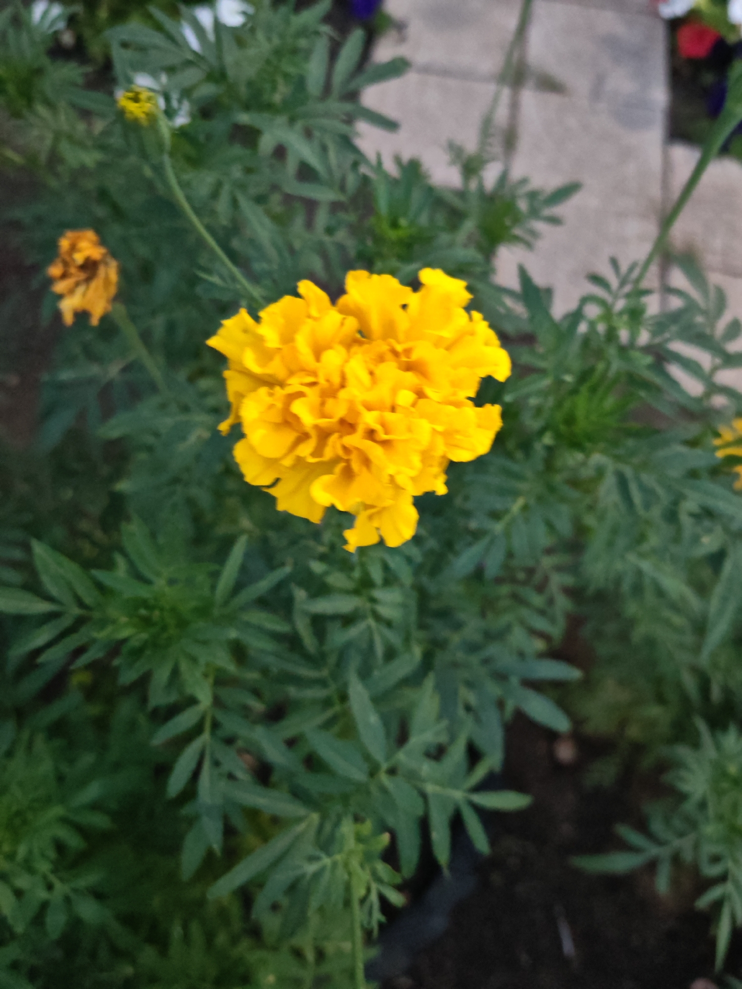 This is a close-up, overhead shot of a bright yellow marigold flower in full bloom, surrounded by its lush green foliage. The flower's petals are densely packed and ruffled, creating a textured, almost pom-pom-like appearance. To the left and slightly behind the main flower, a smaller, withered marigold bud or flower in a duller orange hue is visible. The background consists of dark soil and a paved walkway made of light-colored rectangular stones. Hints of other flowers, possibly white and red, can be seen in the upper right corner, suggesting a garden or floral arrangement. The scene is likely outdoors, given the natural lighting and the presence of soil and paving. The location is identified as Kokshetau, Kazakhstan, implying this is a view within the city.