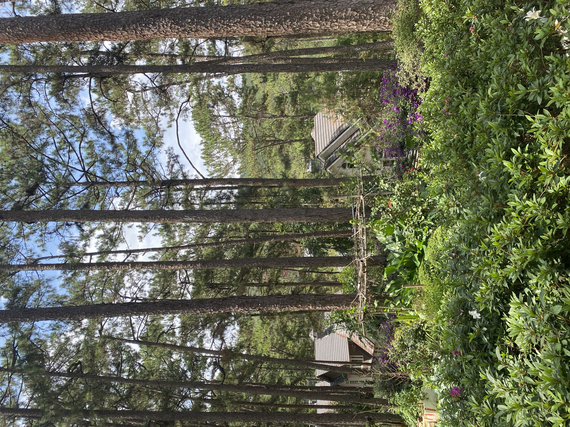 The scene is a forest in Da Lat, Vietnam, primarily composed of tall pine trees. There are two buildings visible through the trees. Lush greenery, including bushes with purple and white flowers, lines the right side of the frame. A section of sky can be seen through the tree branches.