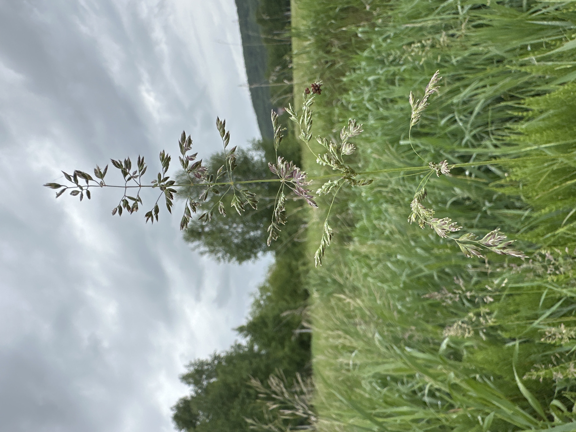 The image captures a close-up of a flowering grass stalk, likely a fescue or brome, diagonally crossing the frame. The stalk features an open panicle inflorescence with numerous small, elongated spikelets. Many of these spikelets display a subtle purplish-brown or reddish tint, while others appear light green or whitish.
In the mid-ground, a lush field of various green grasses fills the lower and central portions of the scene, giving an impression of a wild meadow. Beyond this field, a band of dense, dark green trees forms a clear horizon line. In the far background, a large, dark green landmass, possibly a forested hillside or mountain range, rises against the sky.
The upper part of the image is dominated by an overcast sky, filled with soft, diffused grey clouds, suggesting a cloudy day. There is no specific activity taking place; the image is a static portrayal of a natural outdoor scene. No people, animals, or visible text are present. The overall atmosphere is tranquil and natural, highlighting the delicate structure of the grass against the broader landscape.