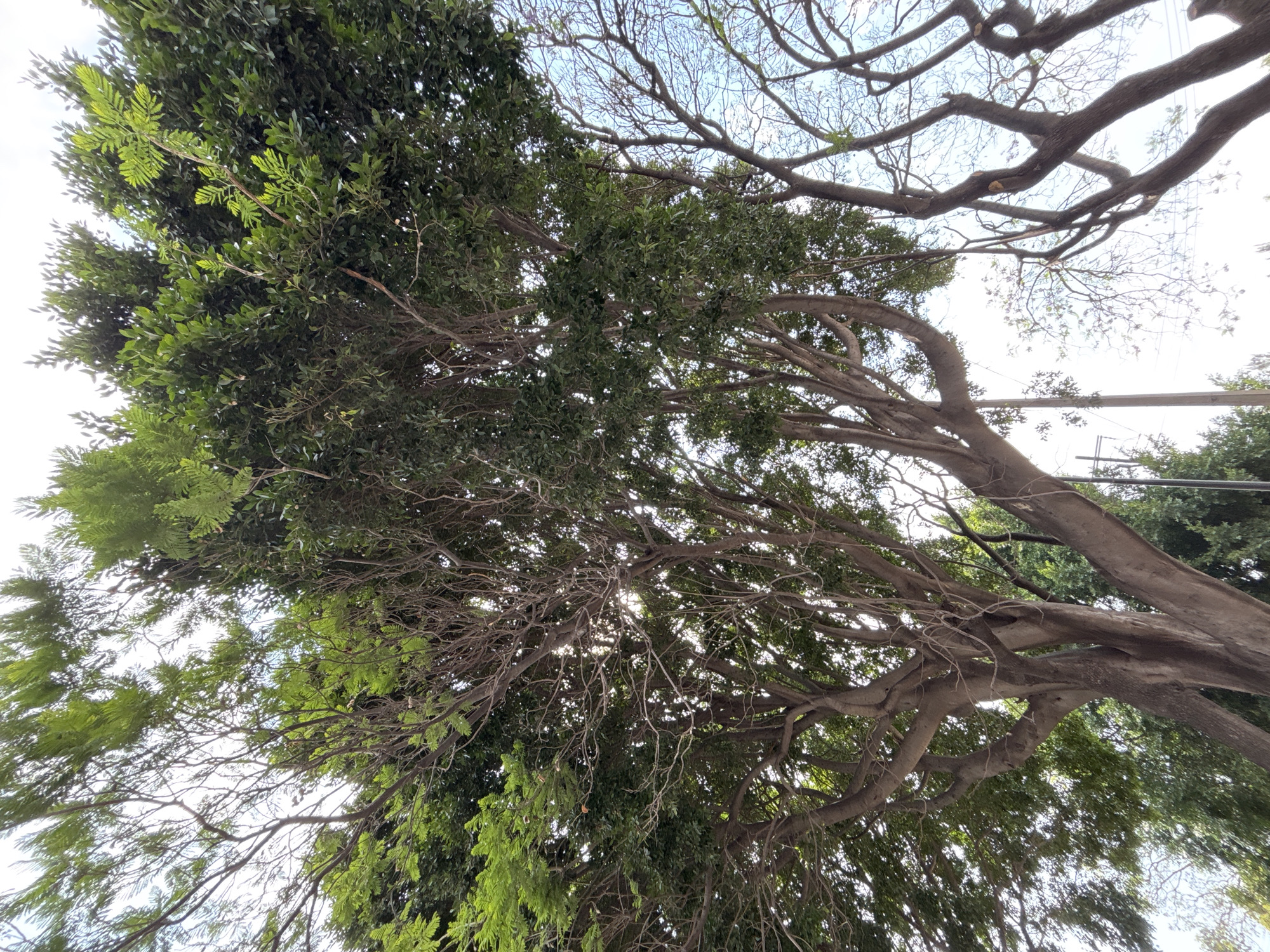 The image presents an upward perspective, looking into a dense canopy of trees against a bright daytime sky. On the right and central areas, thick, gnarled branches with grayish-brown, relatively smooth bark are prominent. Many of these branches are bare or very sparsely leaved, and some clearly show cuts from pruning.
Interspersed throughout the frame, and particularly on the left, are sections of trees with abundant, vibrant green foliage. The leaves exhibit variety; some are small and oval-shaped, while others are lighter green and have a delicate, fern-like or feathery appearance, suggesting a mix of tree species.
Bright sunlight filters through the leaves and gaps in the branches, creating a dappled effect and illuminating portions of the canopy. The sky appears mostly bright white due to the strong light, with occasional patches of pale blue visible through the more open areas of the bare branches.
No specific activity is taking place, and there are no people or discernible man-made objects within the frame. The scene captures a natural setting under clear skies in Puebla, Mexico.