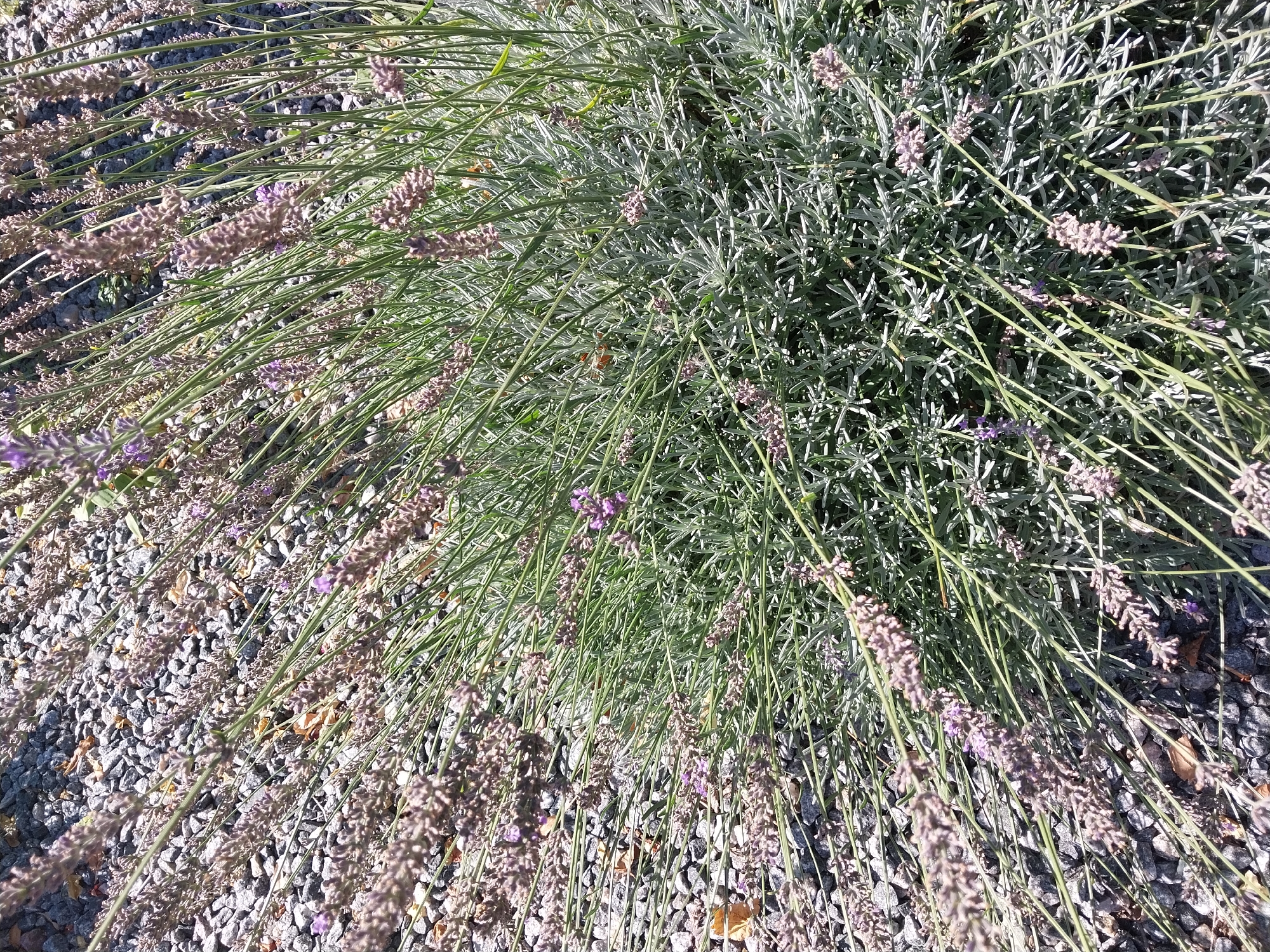 The image depicts a close-up view of a lavender plant with delicate purple flowers and slender green stems. The plant is situated outdoors, with a ground cover of small, gray gravel and scattered dry leaves visible beneath and around it. The lighting suggests a sunny day. The scene appears to be a garden or a natural outdoor space, potentially in Doslidne, Ukraine, given the context. There are no people or animals visible in the frame, and no specific actions or interactions are occurring. The focus is entirely on the plant's foliage and blooms against the backdrop of the gravel.