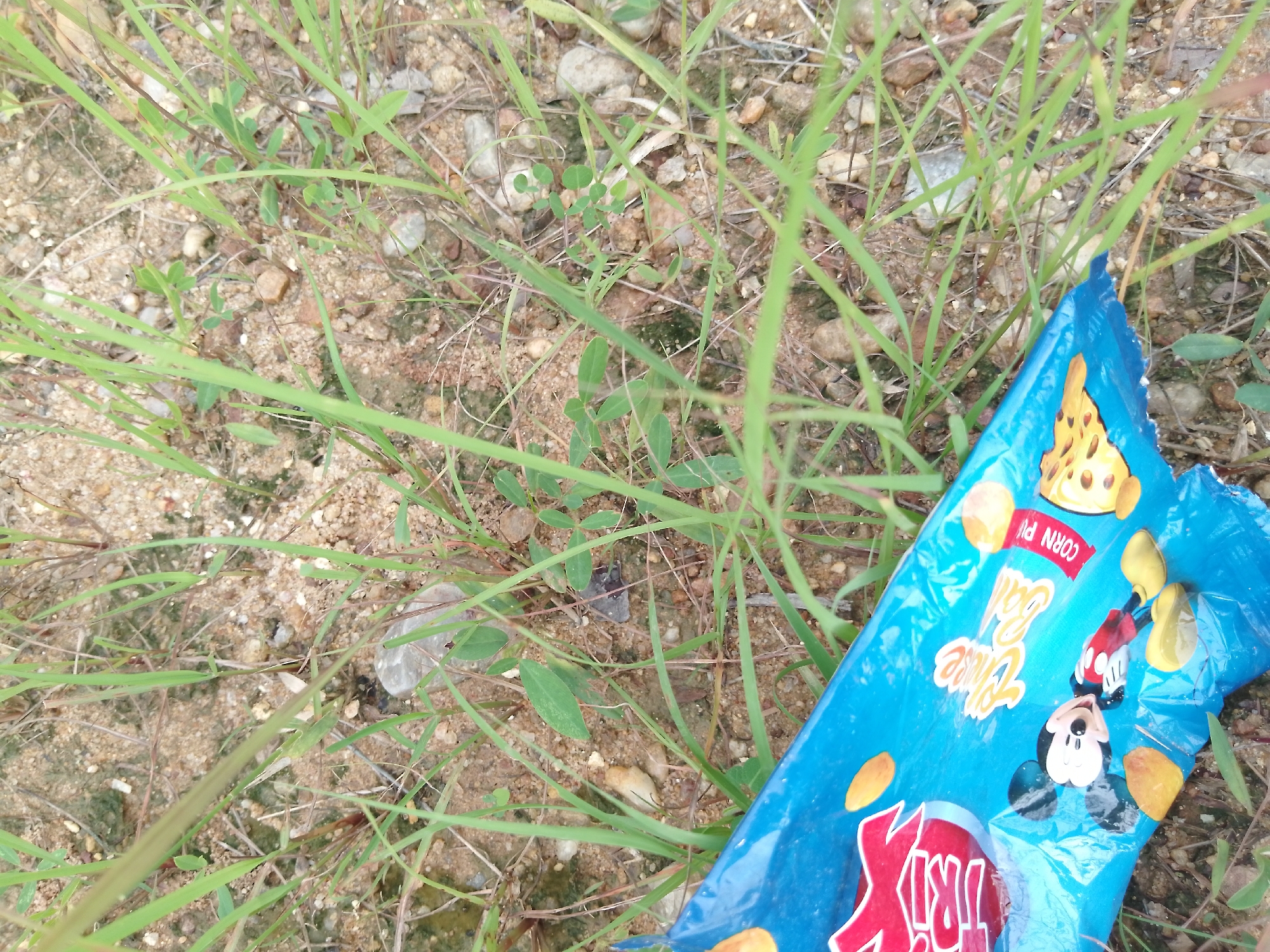 A close-up, slightly angled shot of a crumpled blue chip bag rests on the ground amidst sparse green grass and dry soil. The bag, torn and creased, displays images of corn snacks and a cartoon character resembling Mickey Mouse. The ground is a mix of sandy soil and small stones, with blades of grass protruding upwards. The scene suggests an outdoor, possibly unkempt environment. No people are visible in the image.