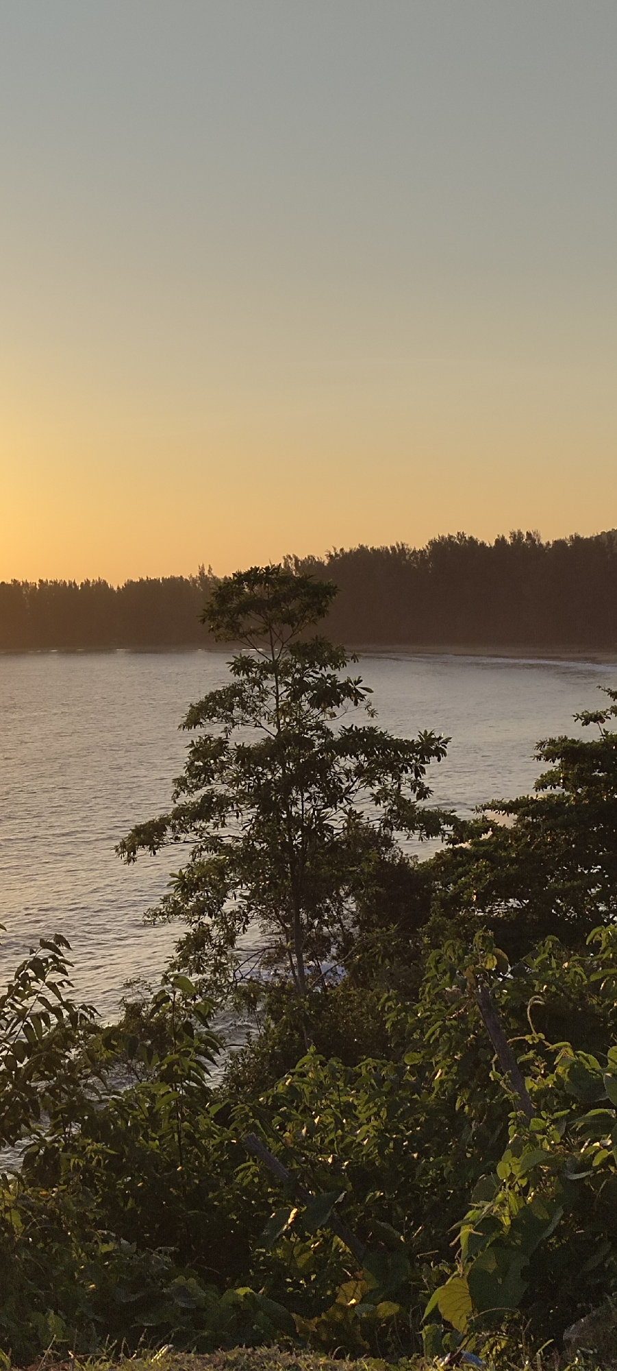 An outdoor, vertical, close-up shot captures a serene beach scene during sunset in Crakmong, Indonesia. The sky is a gradient of pale yellow to a pale, hazy blue. In the mid-ground, a calm, vast body of water stretches horizontally, with gentle waves lapping at a distant tree-lined shore. The water reflects the soft light of the setting sun. In the foreground and mid-ground, dense green foliage and trees fill the frame, partially obscuring the water and shore. A slender, leafy tree stands prominently in the middle ground, its branches reaching upwards. The lighting is soft and diffused, indicative of the golden hour. No people or animals are visible in the scene. The overall impression is one of natural tranquility and peaceful isolation.