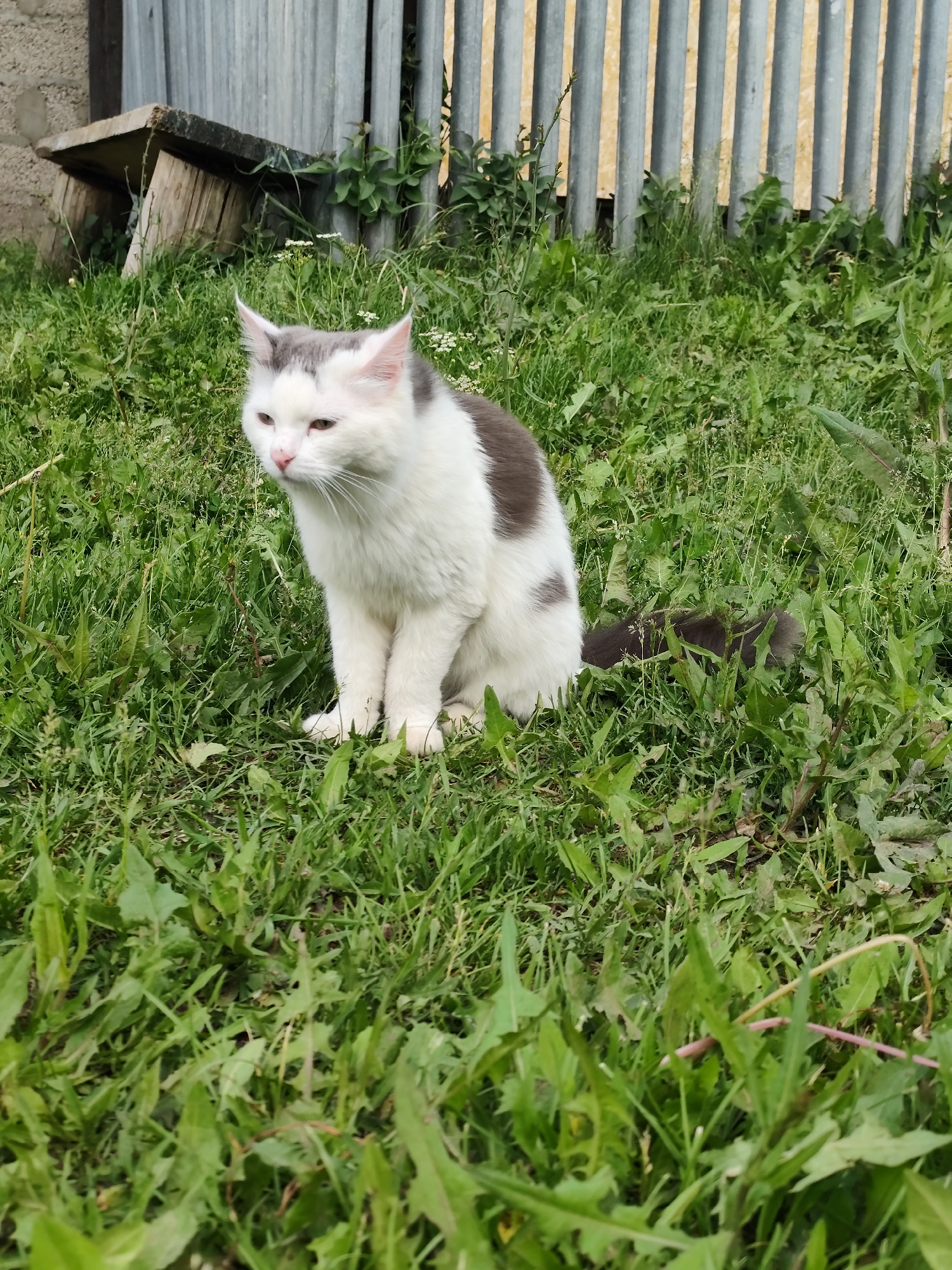 A cat sits in a grassy area in front of a corrugated metal fence in the city of Fokino, Russia. The cat is predominantly white with gray patches on its head and back, and its tail is also gray. It is facing to the left, with its eyes partially closed. To the left of the cat, there is a wooden bench made of logs and planks. The ground is covered with green grass and some weeds. The fence behind the cat appears to be made of vertical corrugated metal sheets. A small section of a brick wall is visible on the far left. The overall environment appears to be an outdoor, possibly rural or suburban setting.
