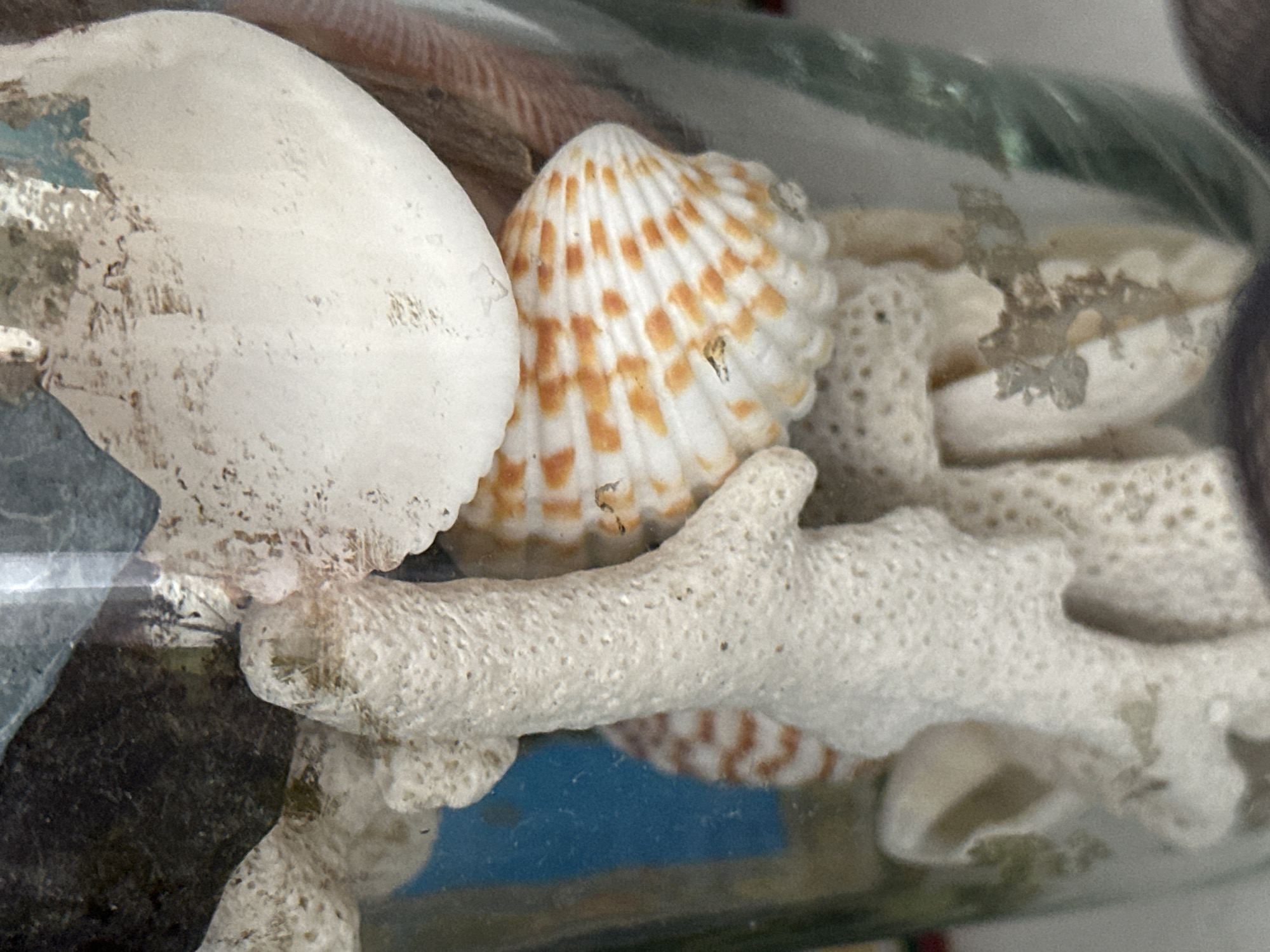 The image shows a close-up view of decorative items inside a clear glass container. The contents include white coral-like structures, a white shell, and a smaller shell with orange markings. There are also some dark, rocky elements and a blue background visible. The scene is likely an indoor setting, possibly a home or shop in Nevinnomyssk, Russia, where such decorative displays are common. There are no people or discernible actions captured in the image.