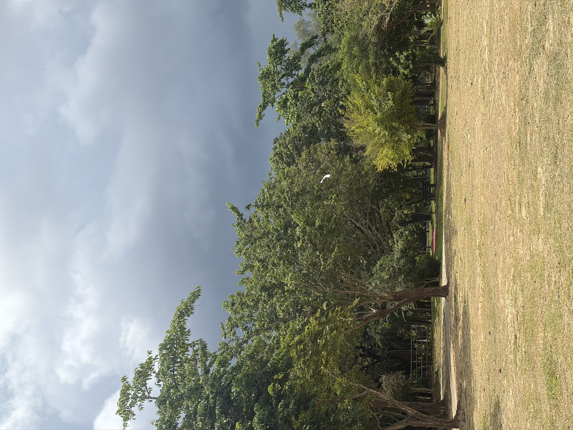 A park scene under a cloudy sky features dry, yellowed grass in the foreground. A paved path with a reddish stripe runs through the middle ground, bordered by trees of varying heights and lush green foliage. In the distance, a wooden fence can be seen. A white bird, possibly an egret, is captured mid-flight against the dark, overcast sky in the upper right quadrant of the image. The overall atmosphere is subdued, suggesting an impending rain shower.